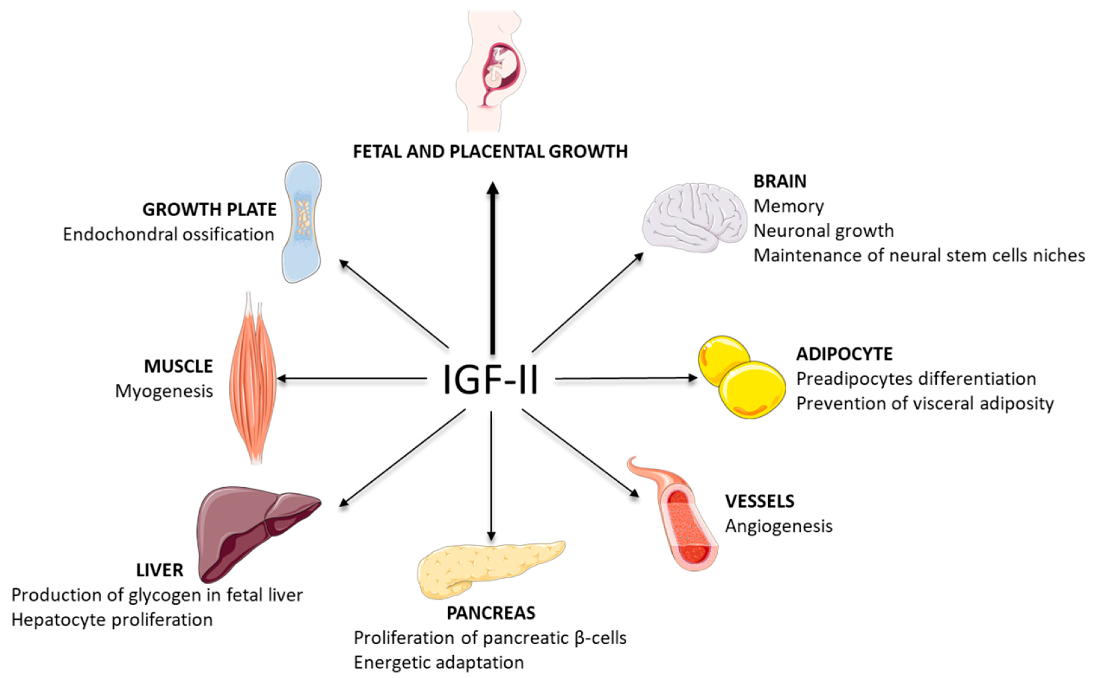 Insulin-like Growth Factor 2 (IGF2)-Fused Lysosomal Targeting