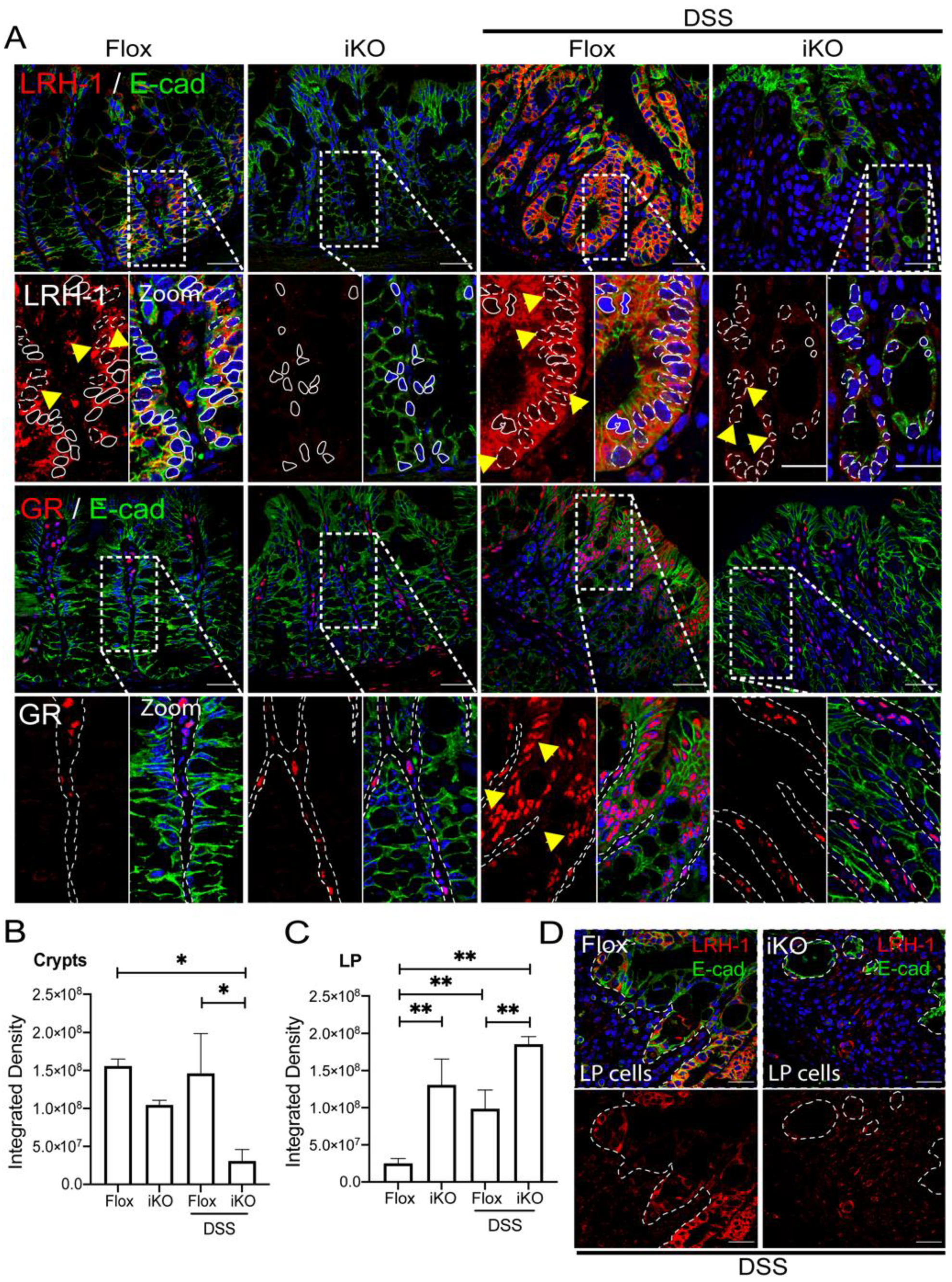 Cells 11 01905 g004 Cells 11 01905 g004
