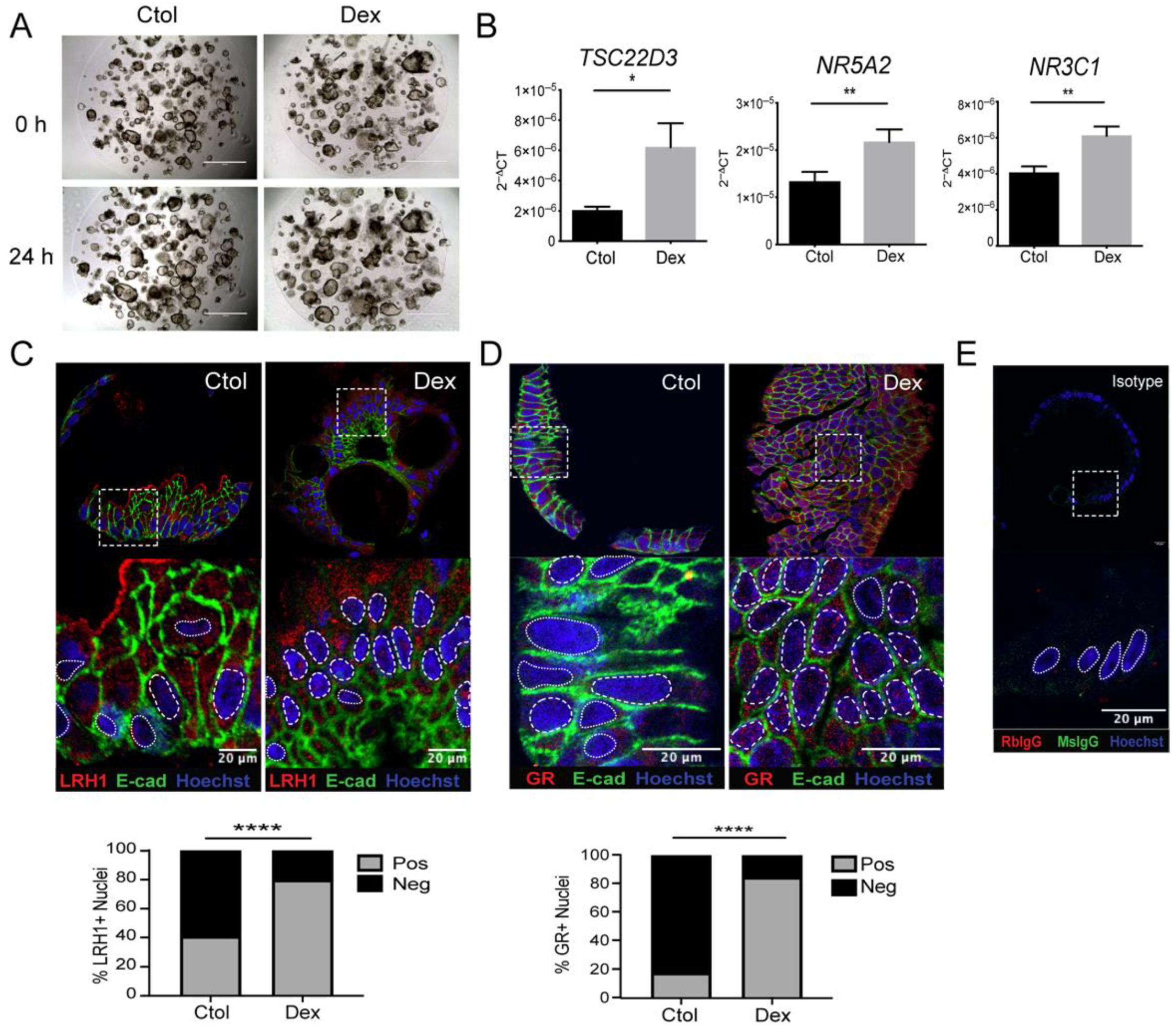 Cells 11 01905 g005 Cells 11 01905 g005
