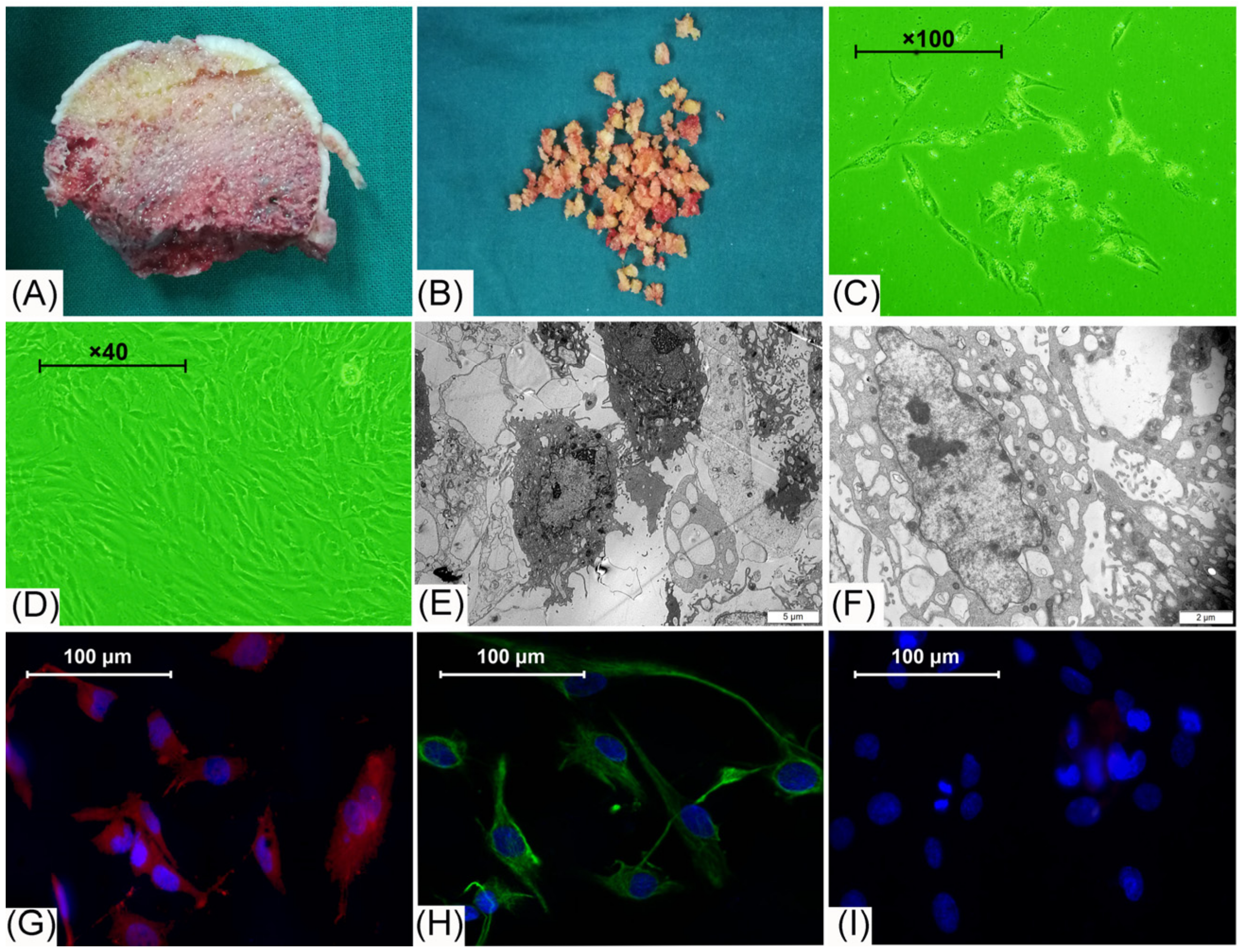 Cells 11 01921 g001