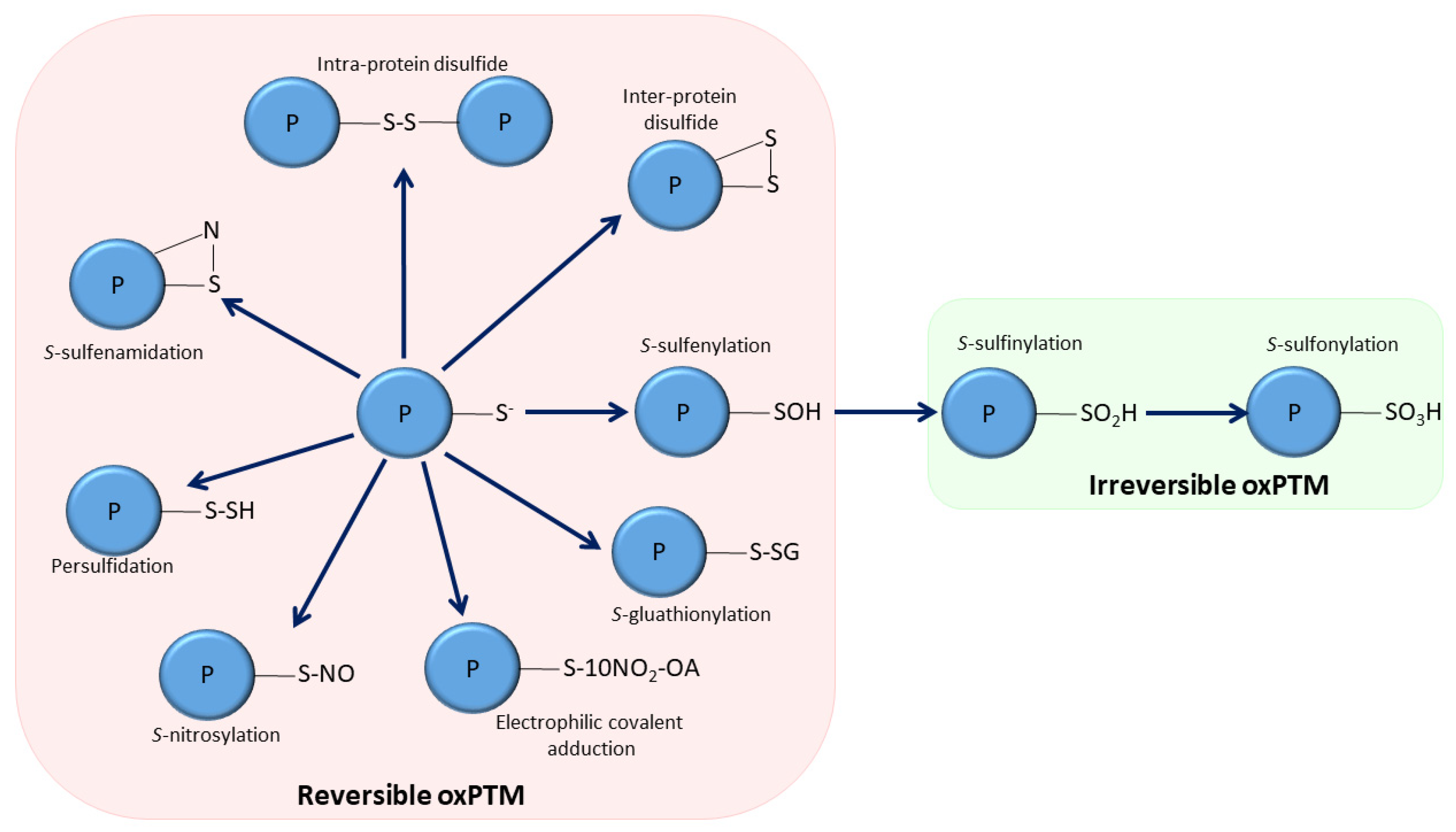 Cells | Free Full-Text | Redox Regulation of Soluble Epoxide