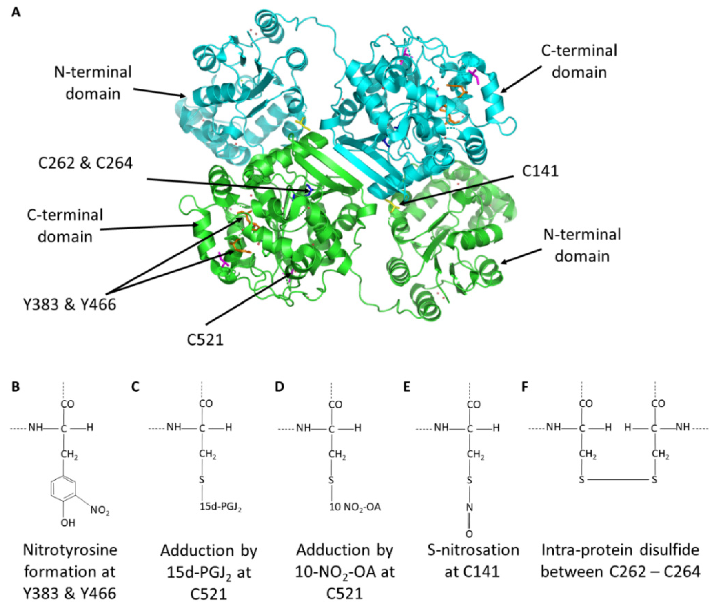 Soluble epoxide hydrolase is a susceptibility factor for heart failure in a  rat model of human disease