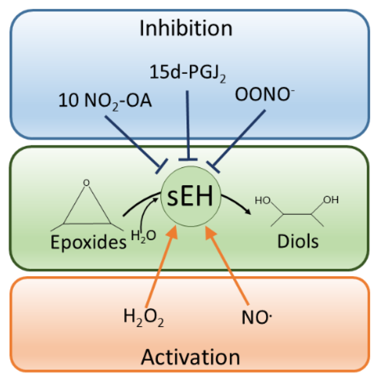 NADPH Oxidase 4 Regulates Inflammation in Ischemic Heart Failure: Role of  Soluble Epoxide Hydrolase