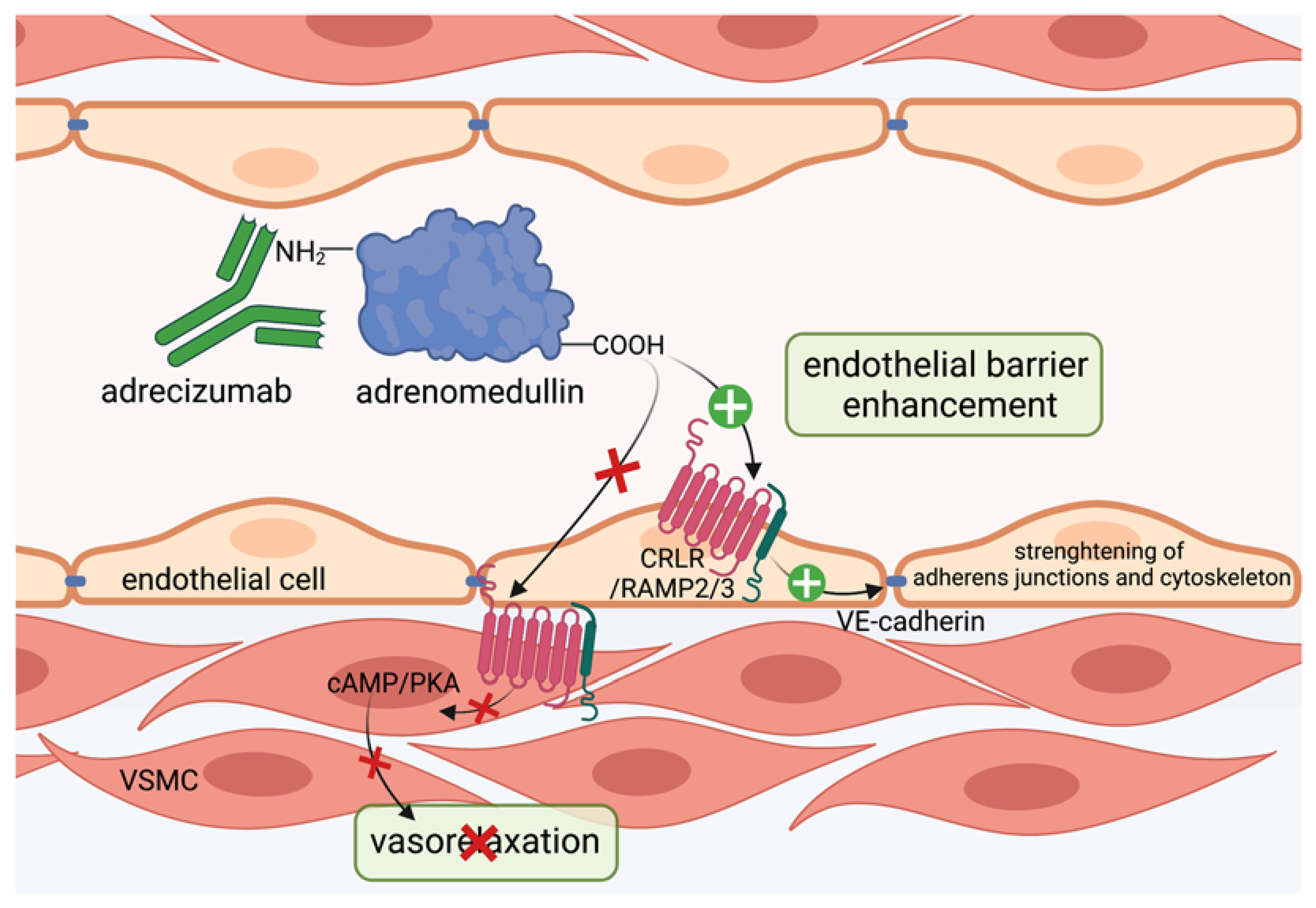 Cells | Free Full-Text | Regulation and Dysregulation of Endothelial  Permeability during Systemic Inflammation