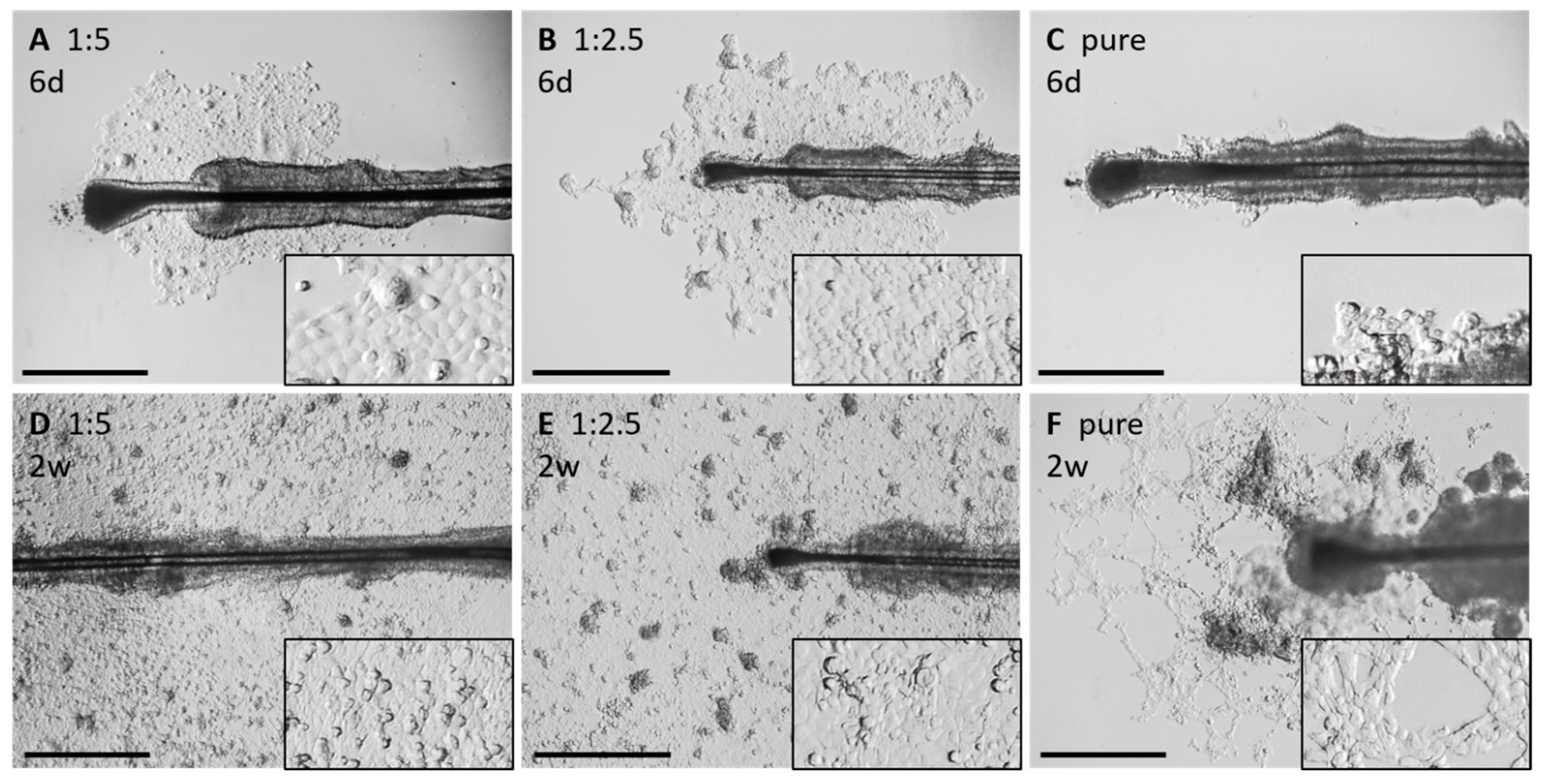 Cells 11 01955 g007a