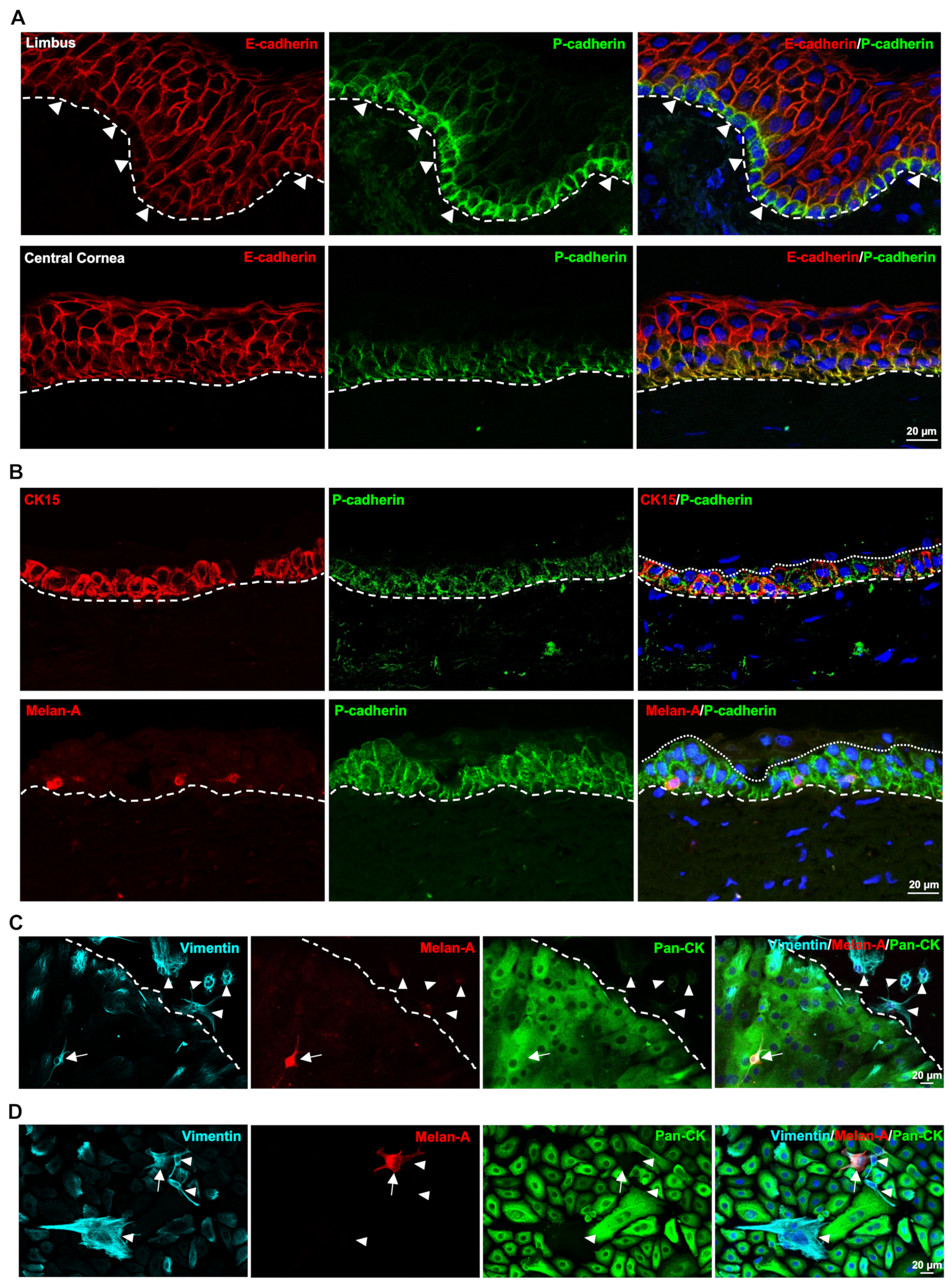 Cells 11 01975 g002 Cells 11 01975 g002