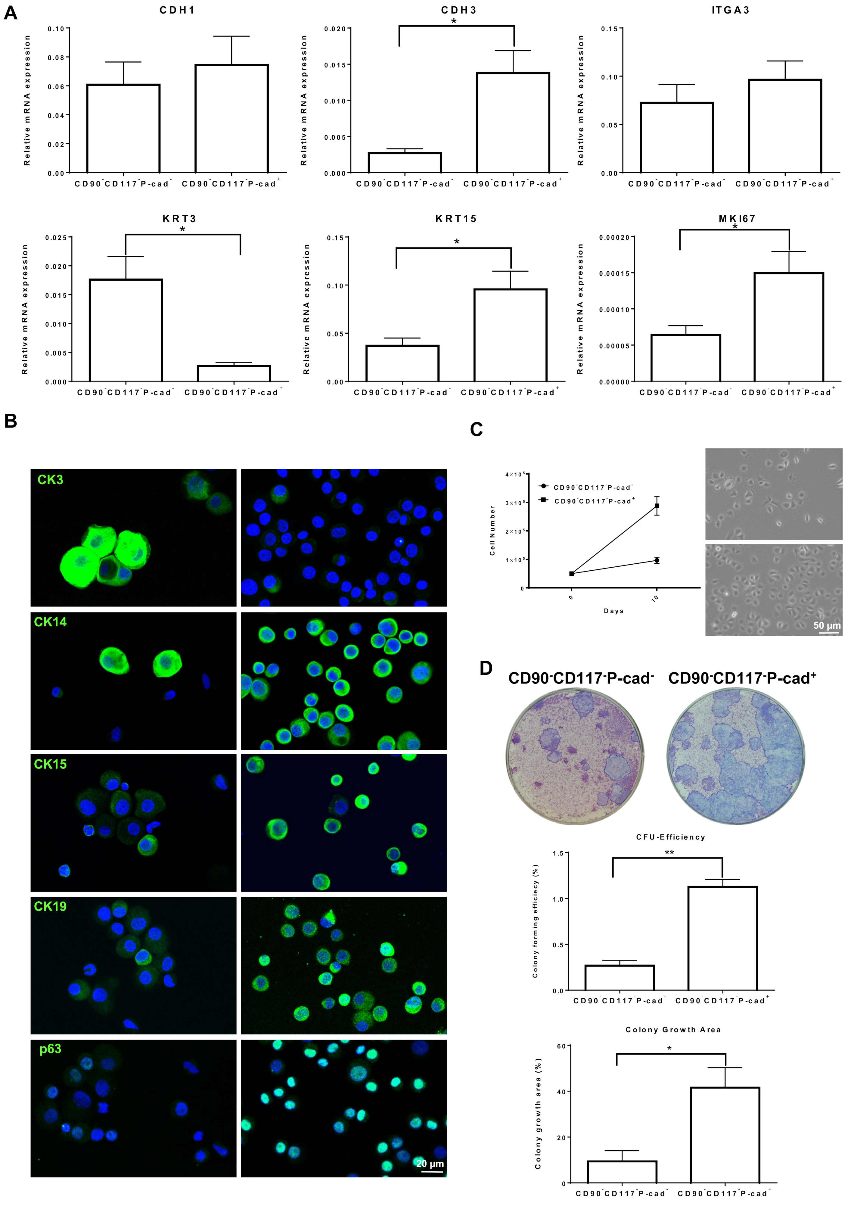 Cells 11 01975 g004 Cells 11 01975 g004
