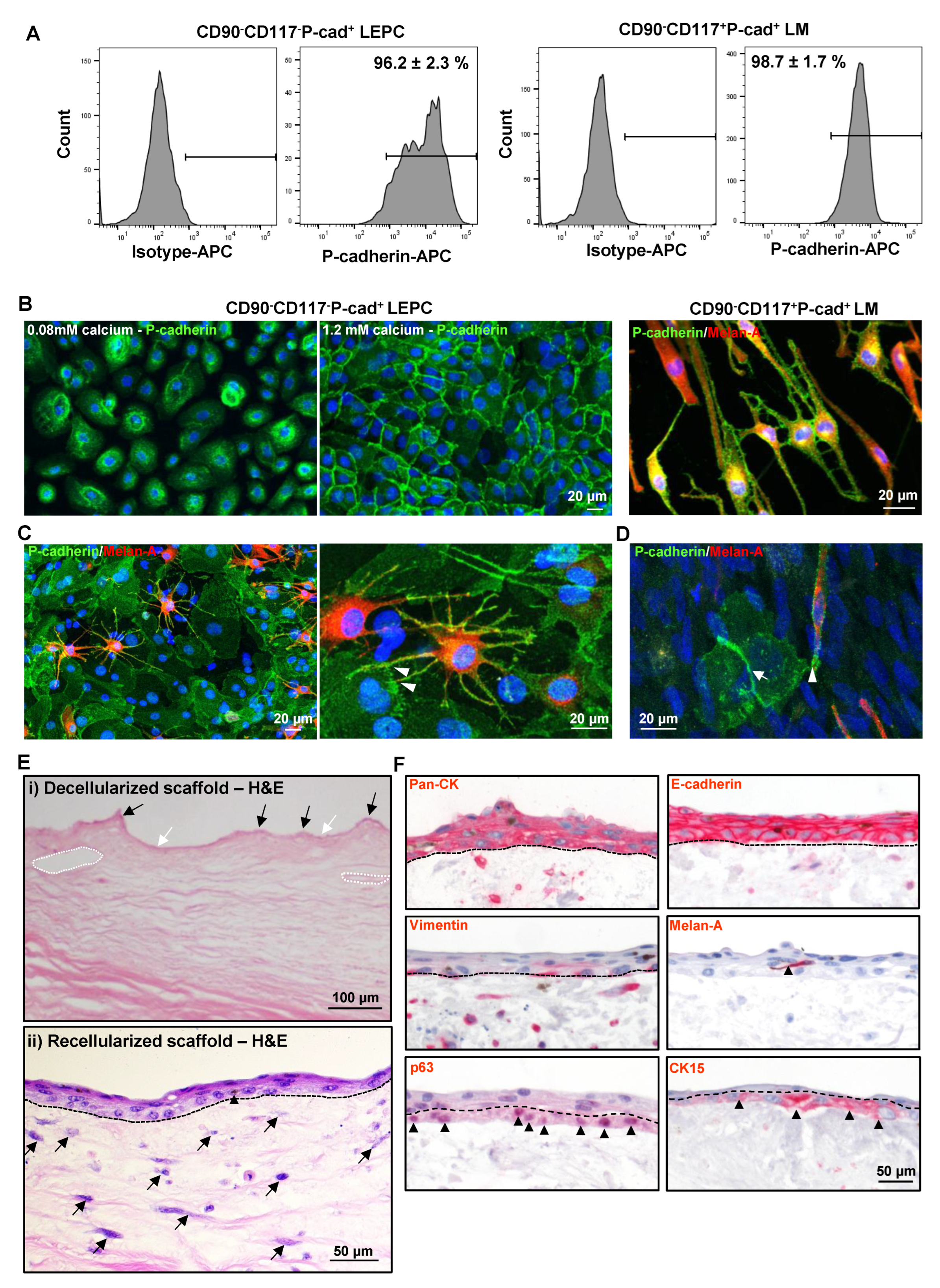 Cells 11 01975 g005 Cells 11 01975 g005