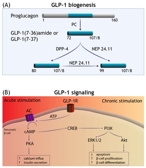 Cells | Free Full-Text | GLP-1 Receptor Agonists in Neurodegeneration:  Neurovascular Unit in the Spotlight | HTML