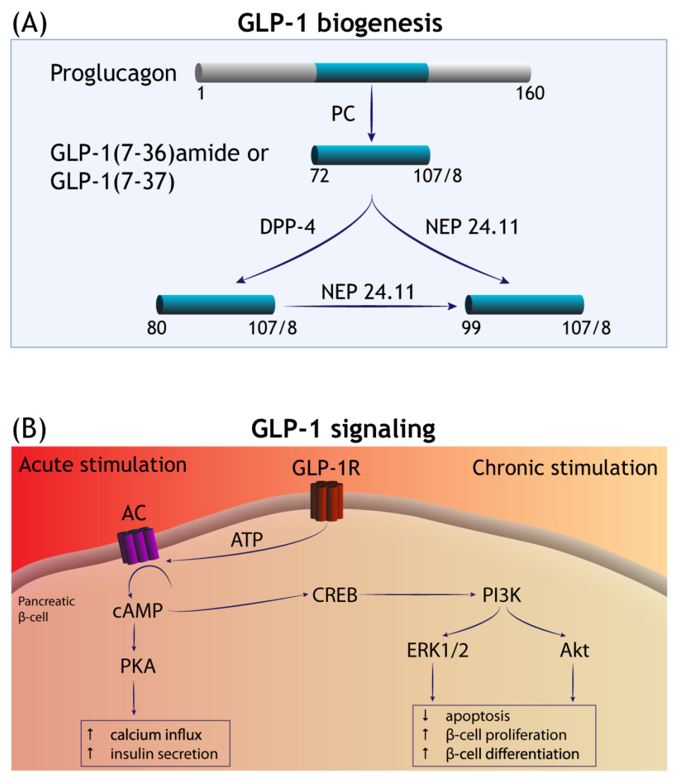 Cells | Free Full-Text | GLP-1 Receptor Agonists in Neurodegeneration:  Neurovascular Unit in the Spotlight