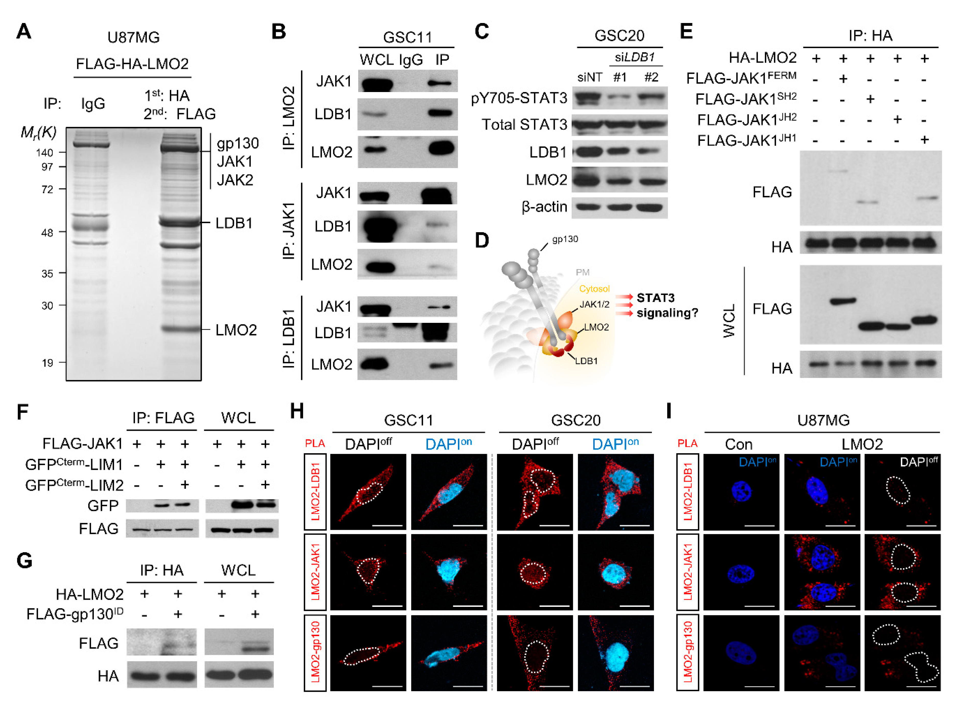 Cells 11 02031 g002 Cells 11 02031 g002