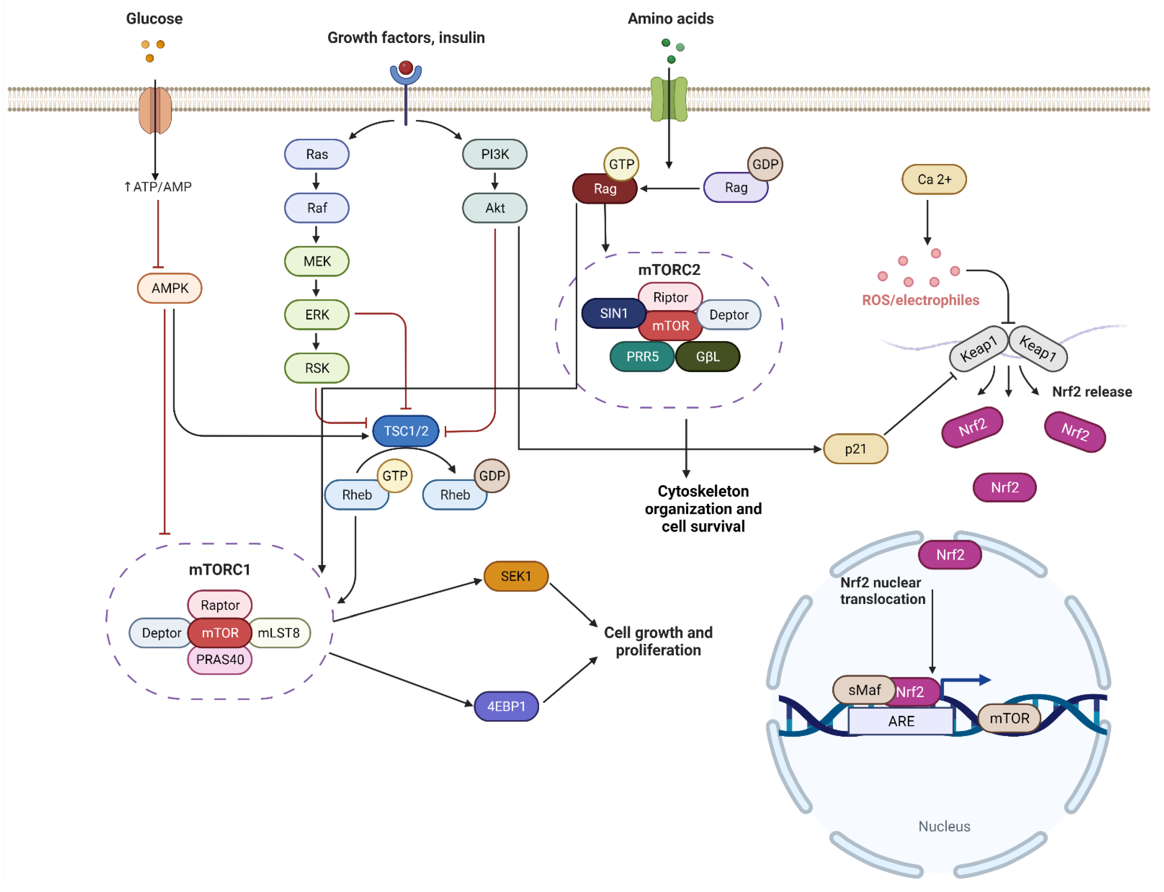 Cells 11 02048 g003 Cells 11 02048 g003