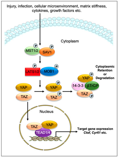 Cells | Free Full-Text | New Insights into Hippo/YAP Signaling in