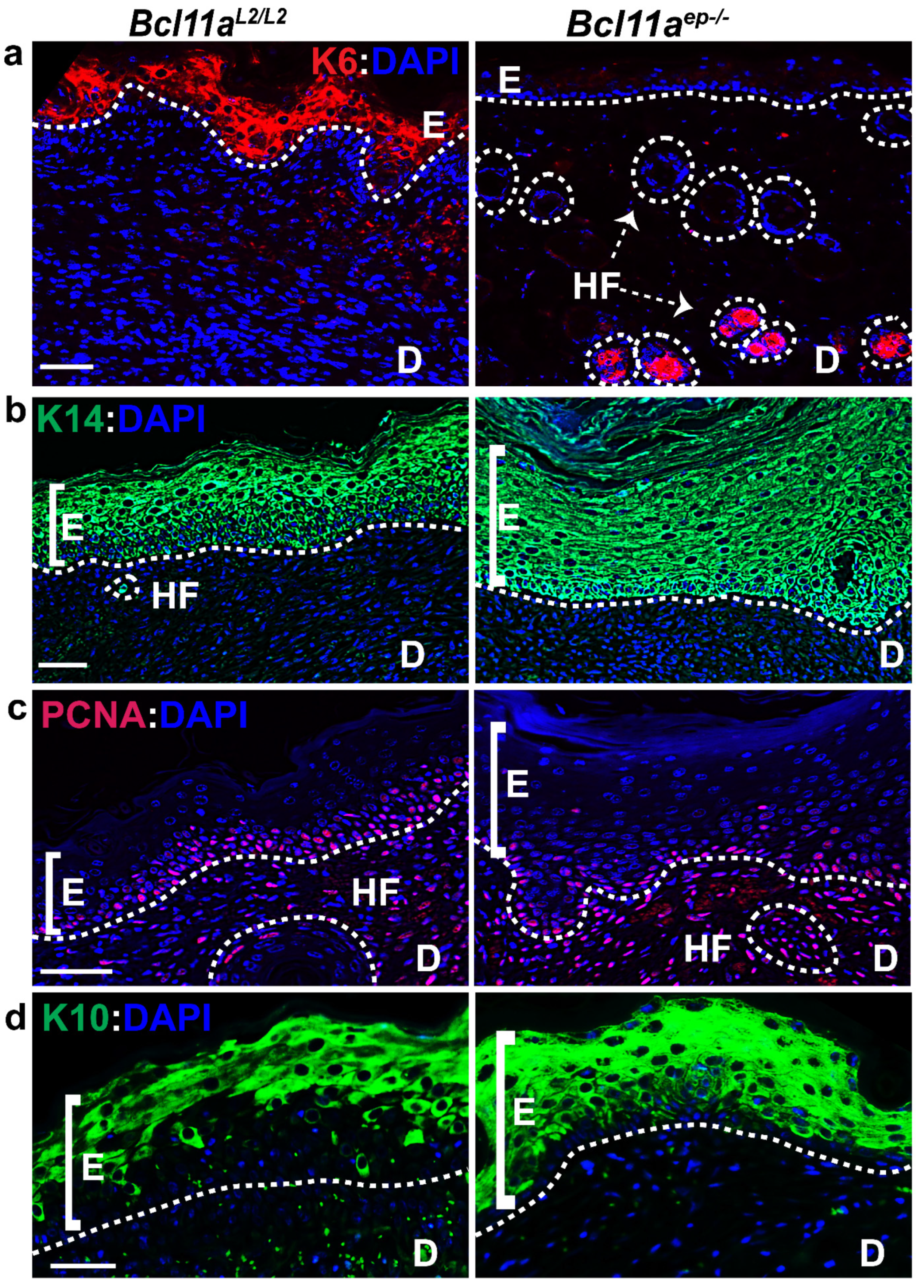 Cells 11 02106 g004 Cells 11 02106 g004