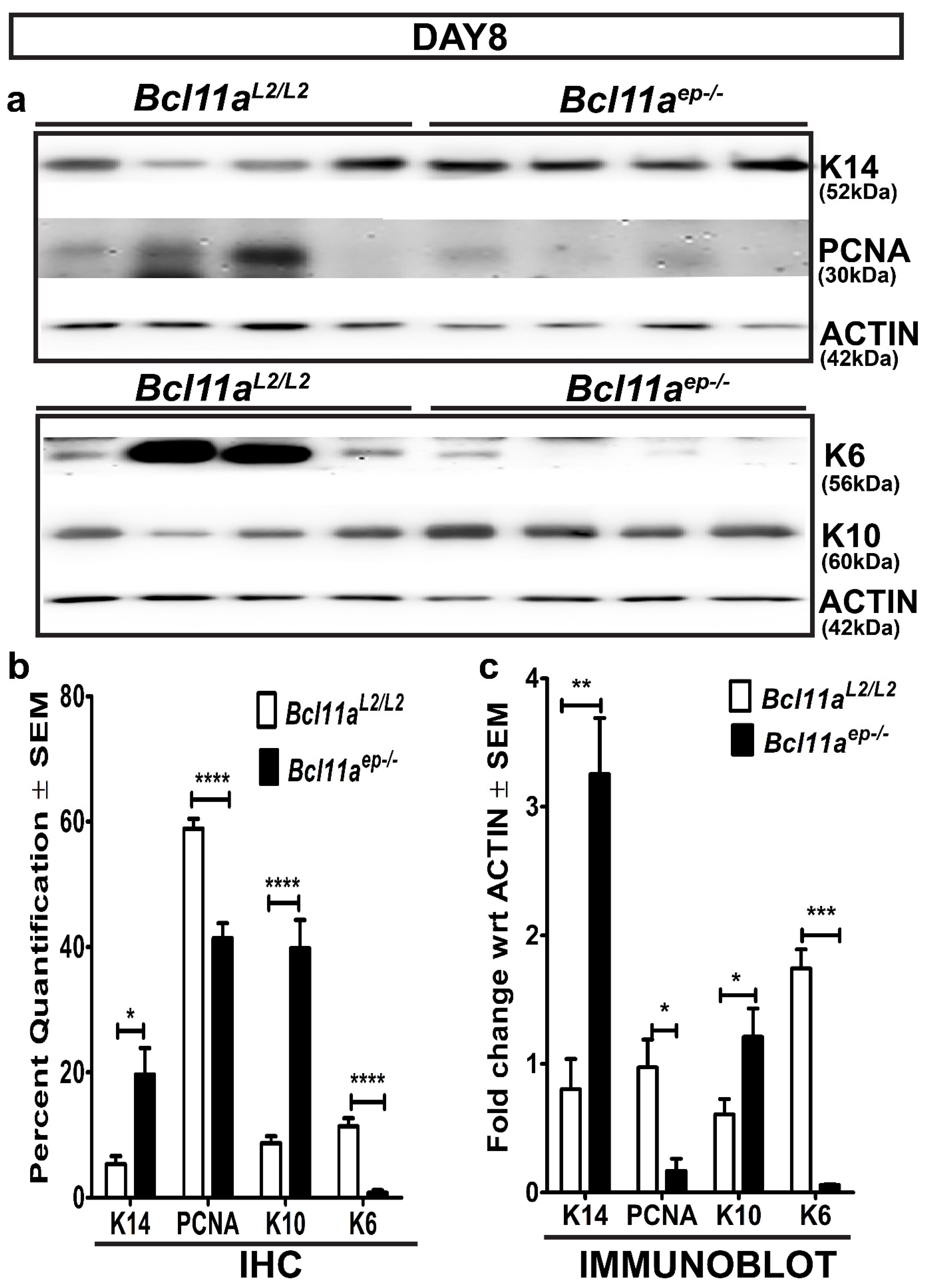 Cells 11 02106 g005 Cells 11 02106 g005