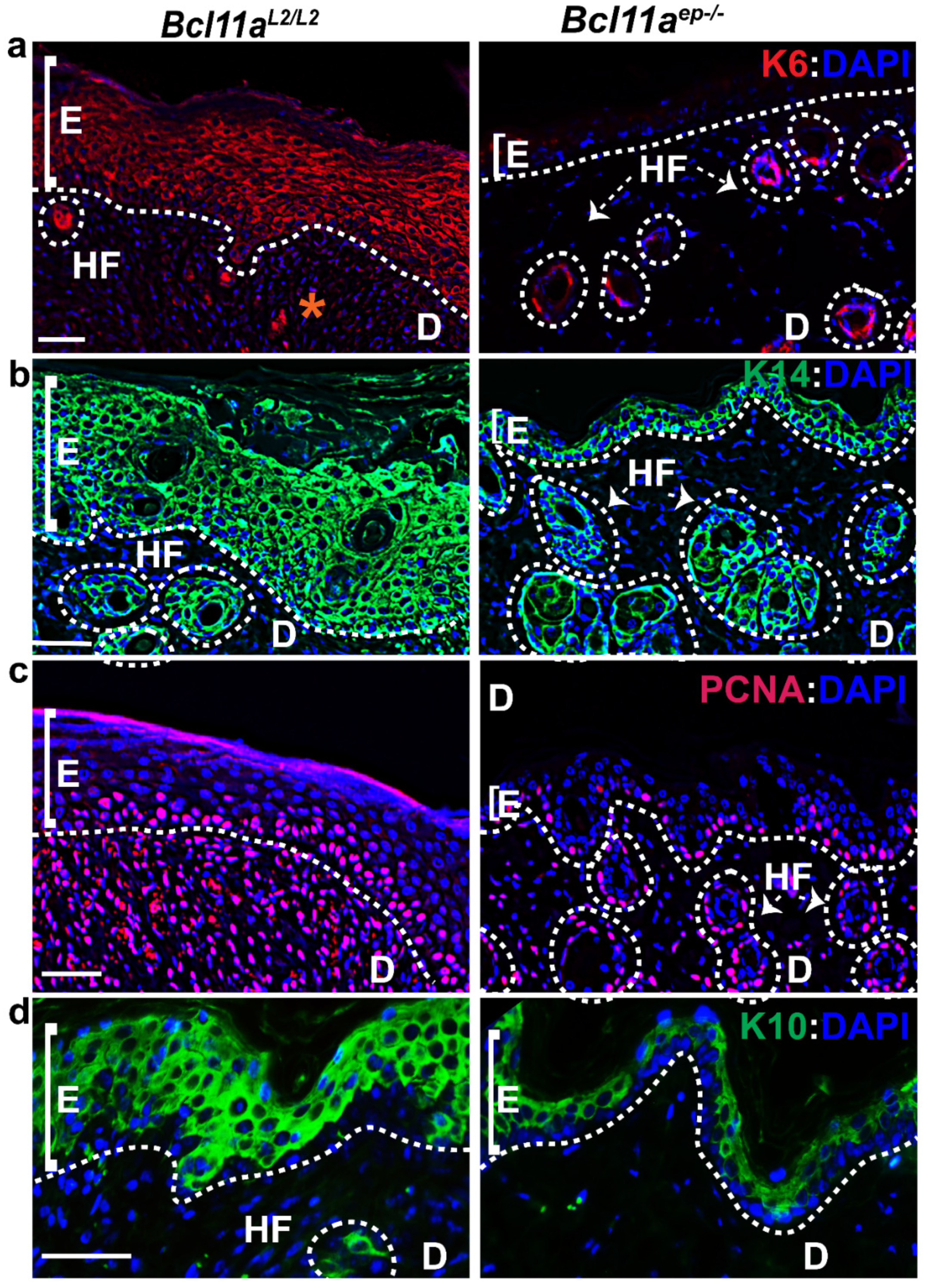 Cells 11 02106 g007 Cells 11 02106 g007