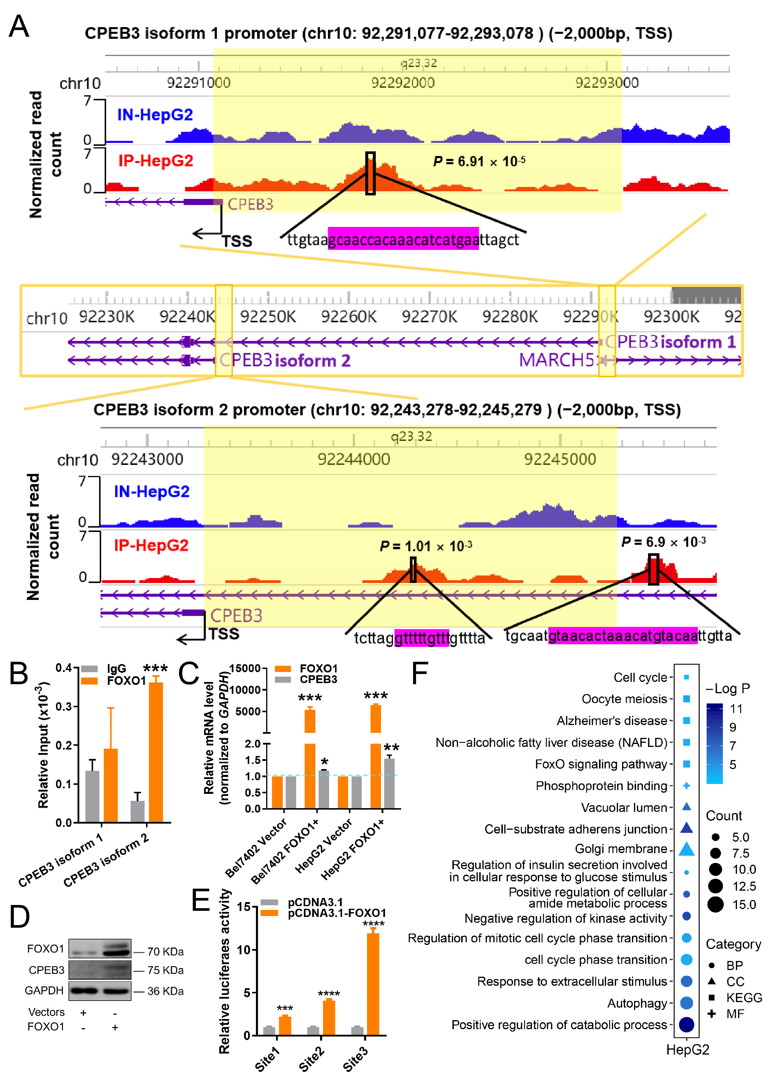 Cells 11 02116 g004 Cells 11 02116 g004