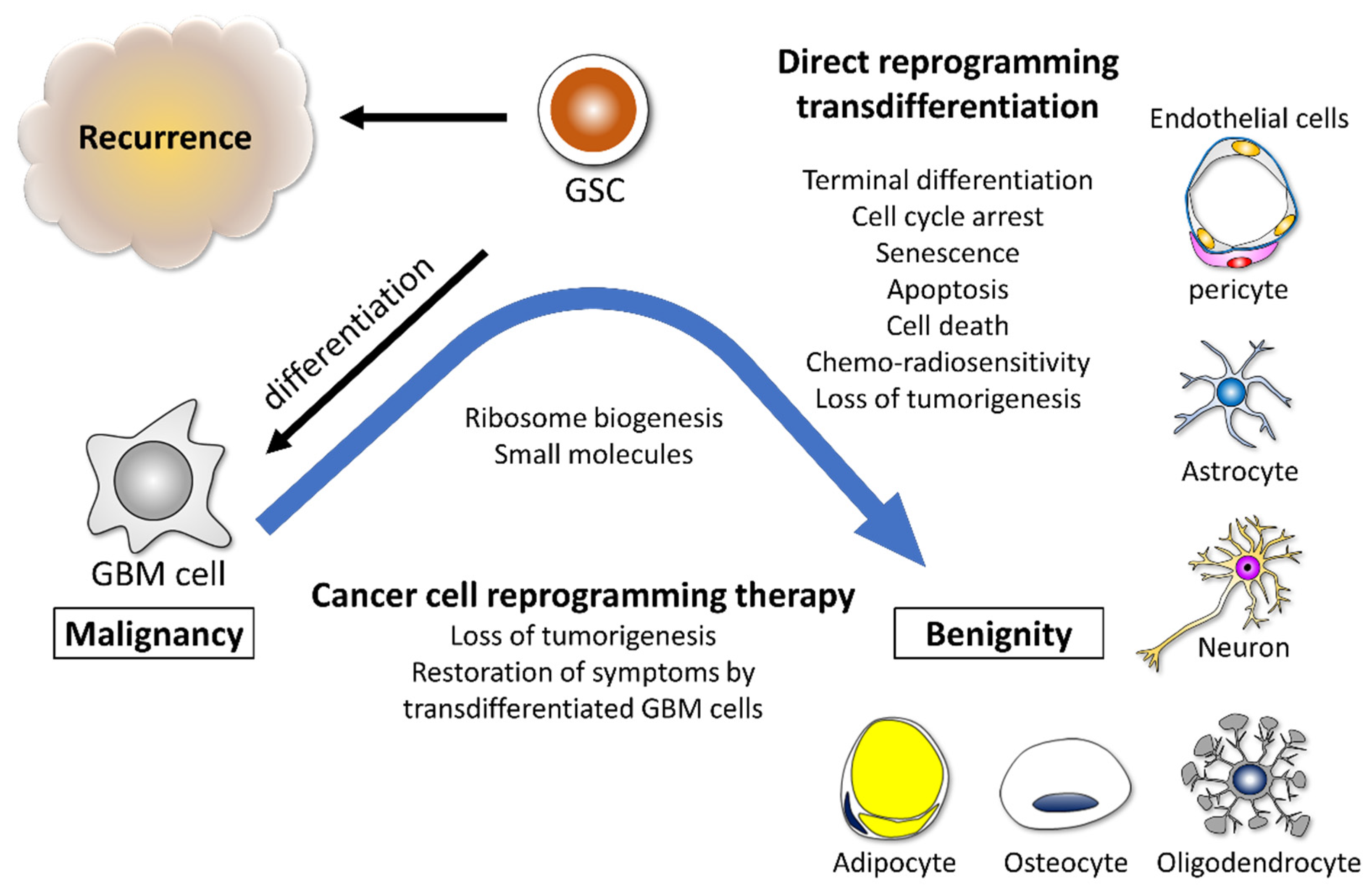 Cells | Free Full-Text | Ribosomes and Ribosomal Proteins Promote  Plasticity and Stemness Induction in Glioma Cells via Reprogramming | HTML