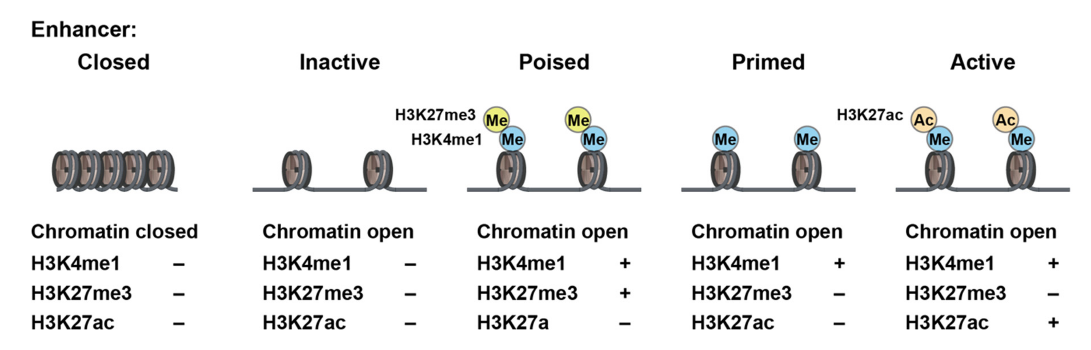 Cells | Free Full-Text | Epigenetic Memories in Hematopoietic Stem and ...