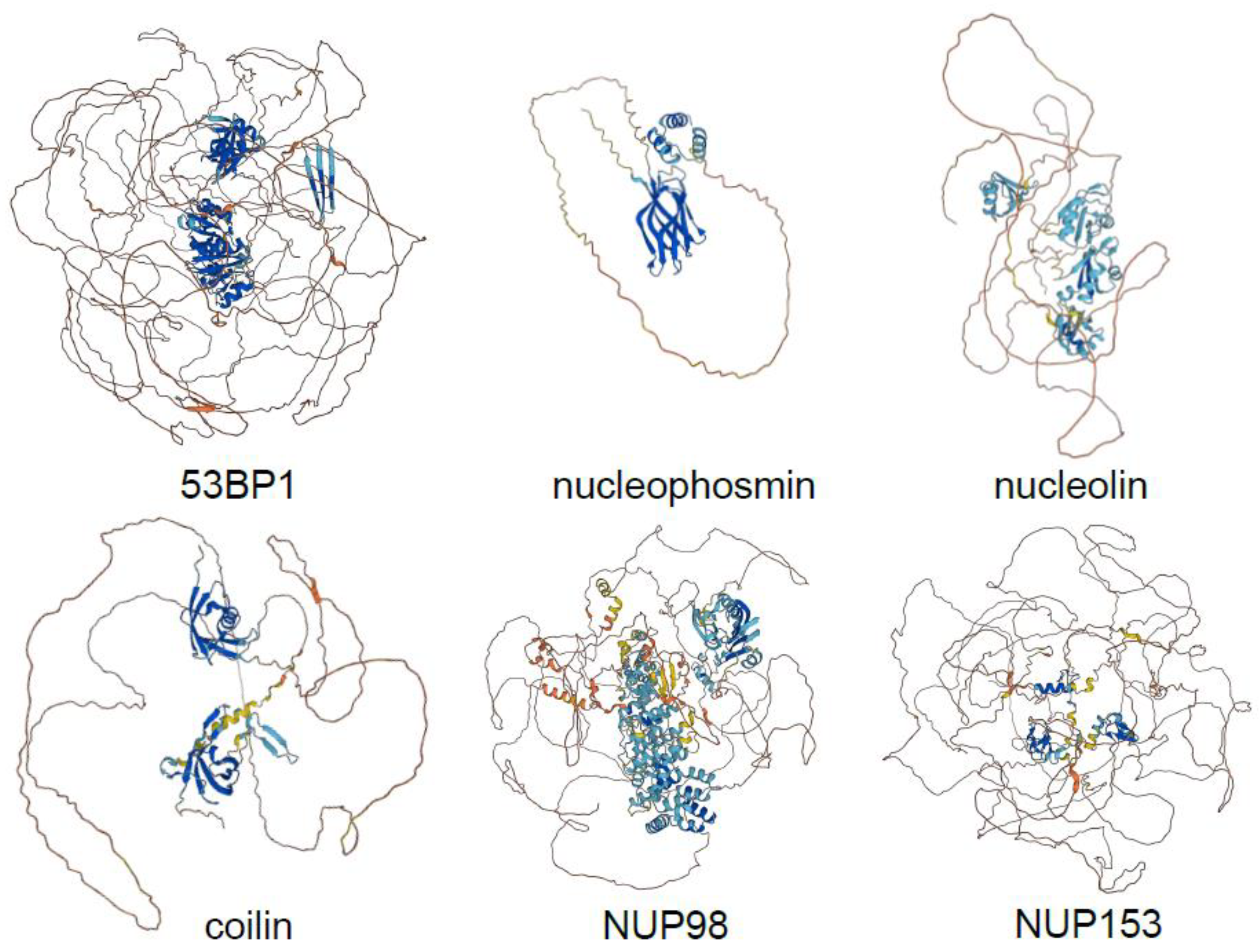 Cell cycle-specific phase separation regulated by protein charge blockiness