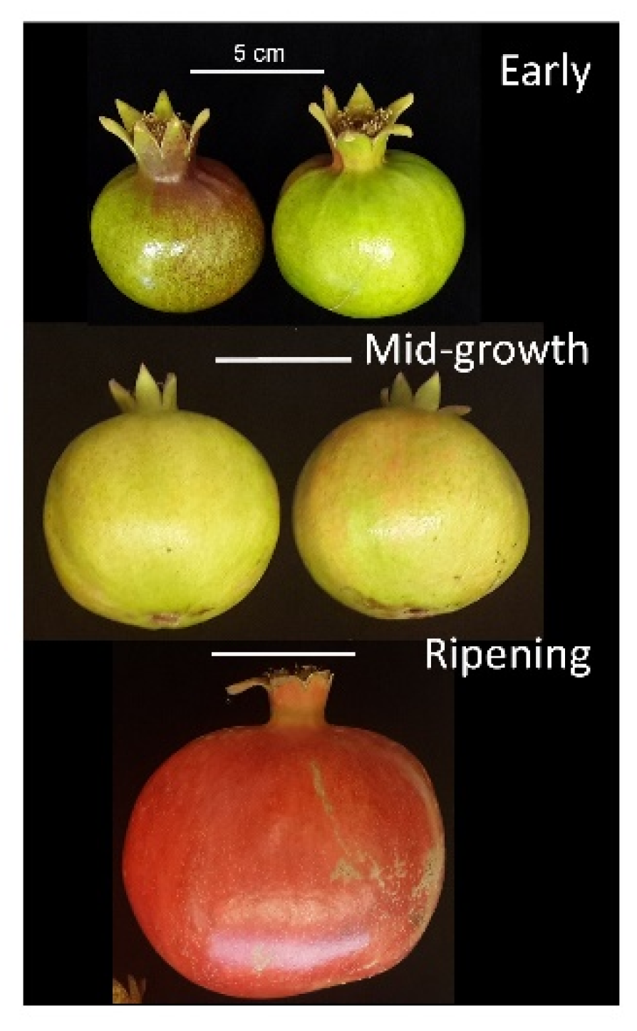 Cells Free FullText Ripening of Pomegranate Skin as Revealed by