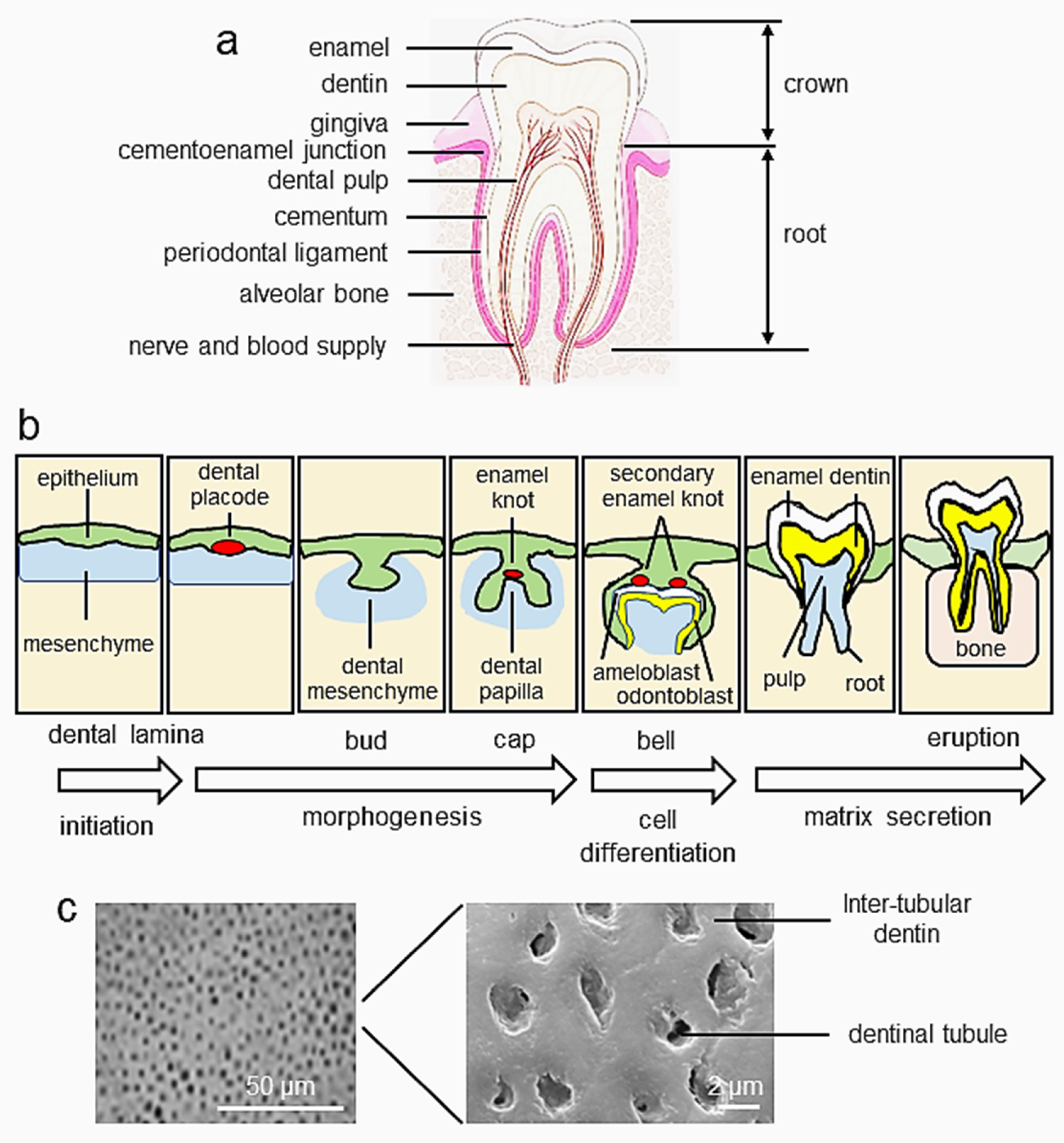 Cells | Free Full-Text | BMP Signaling Pathway in Dentin Development and  Diseases