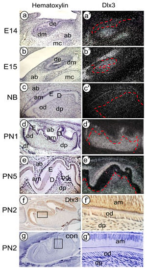 Cells | Free Full-Text | BMP Signaling Pathway in Dentin 