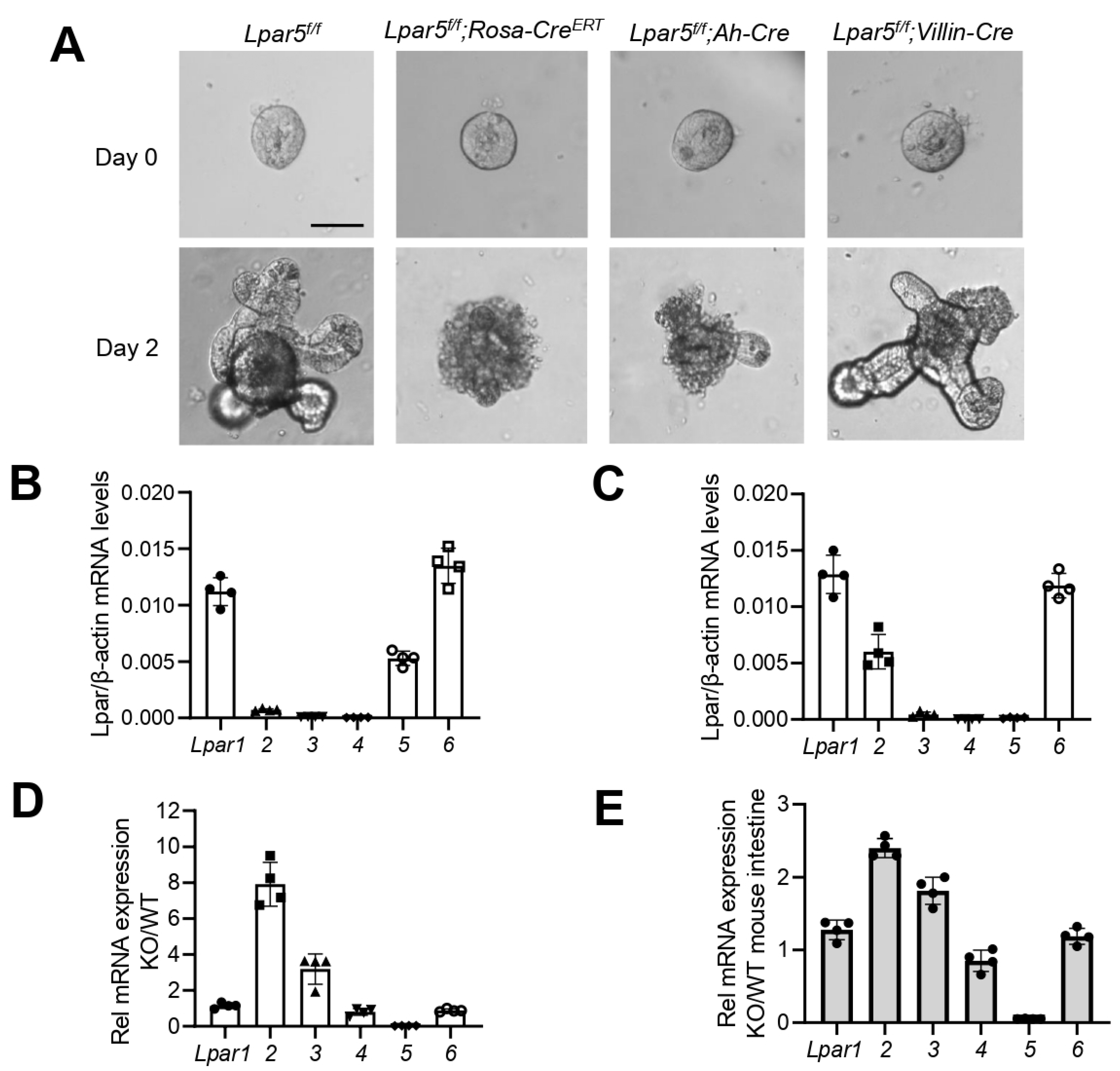 Cells | Free Full-Text | Compensatory Upregulation of LPA2 and Activation  of the PI3K-Akt Pathway Prevent LPA5-Dependent Loss of Intestinal  Epithelial Cells in Intestinal Organoids
