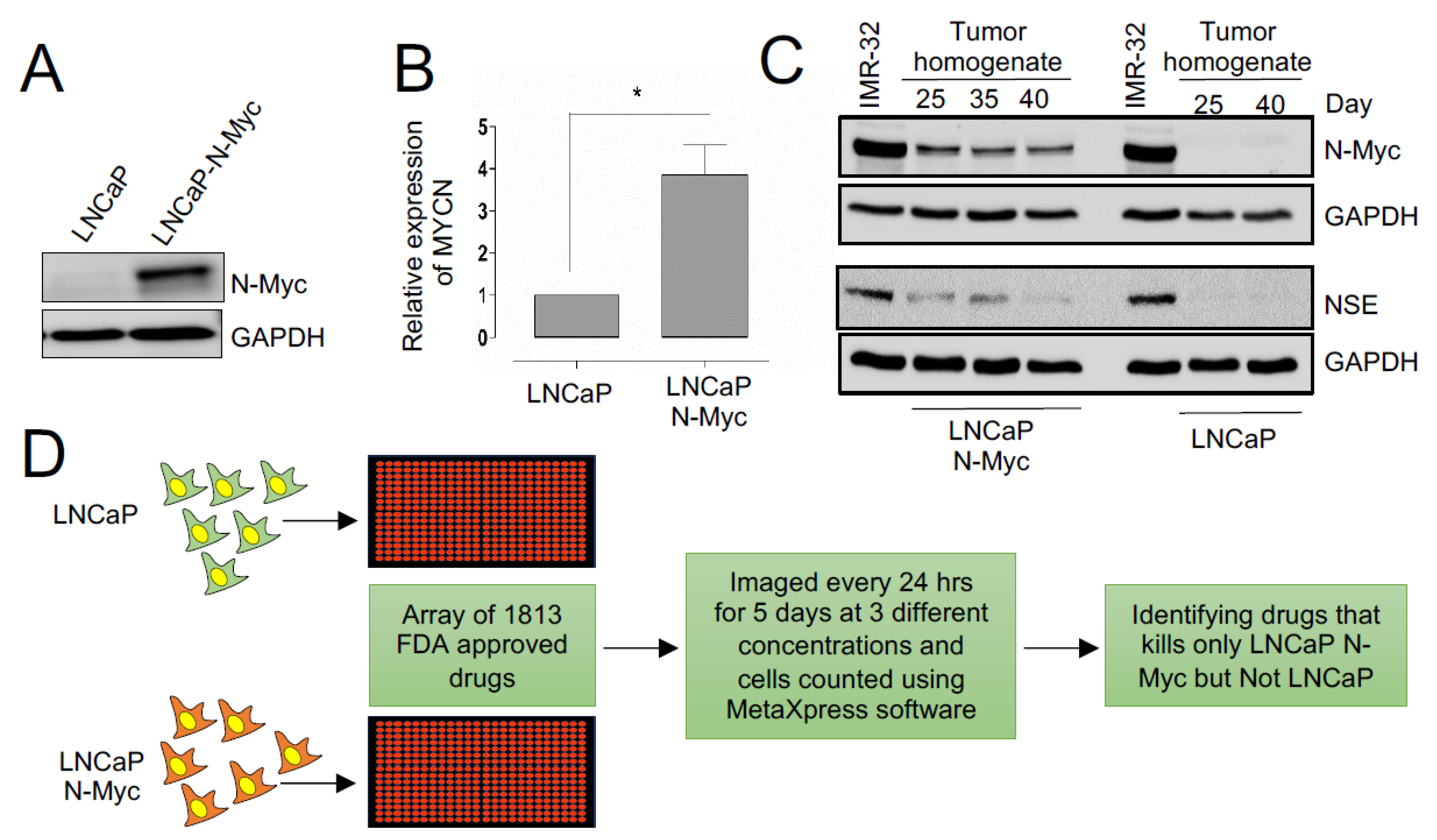 Genome-Wide Functional Screen for Calcium Transients in Escherichia coli  Identifies Increased Membrane Potential Adaptation to Persistent DNA Damage