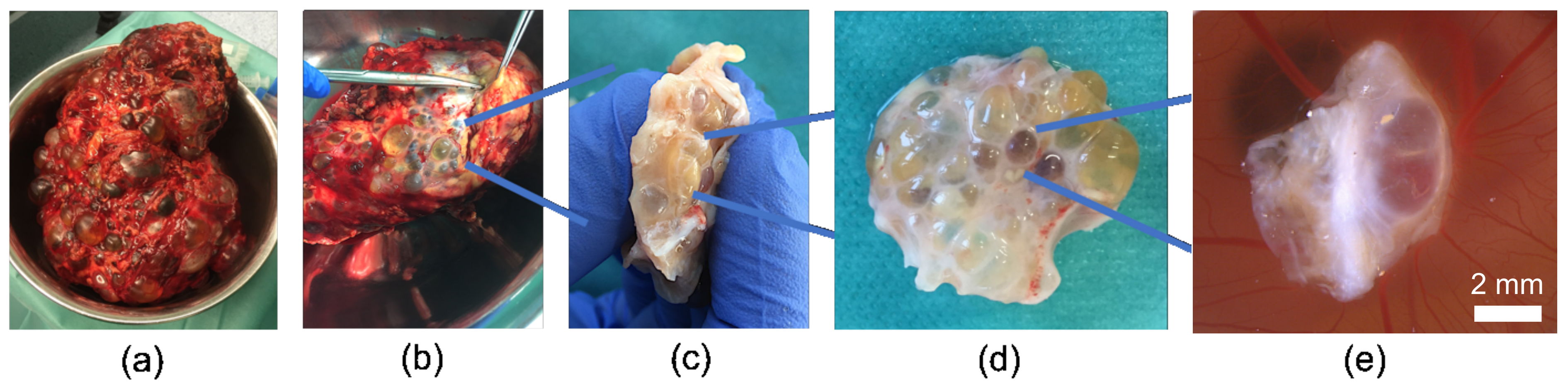 Cells 11 02269 g002 Cells 11 02269 g002