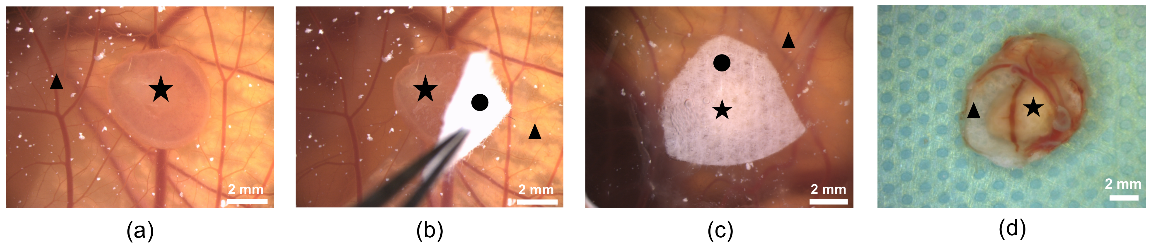 Cells 11 02269 g004 Cells 11 02269 g004