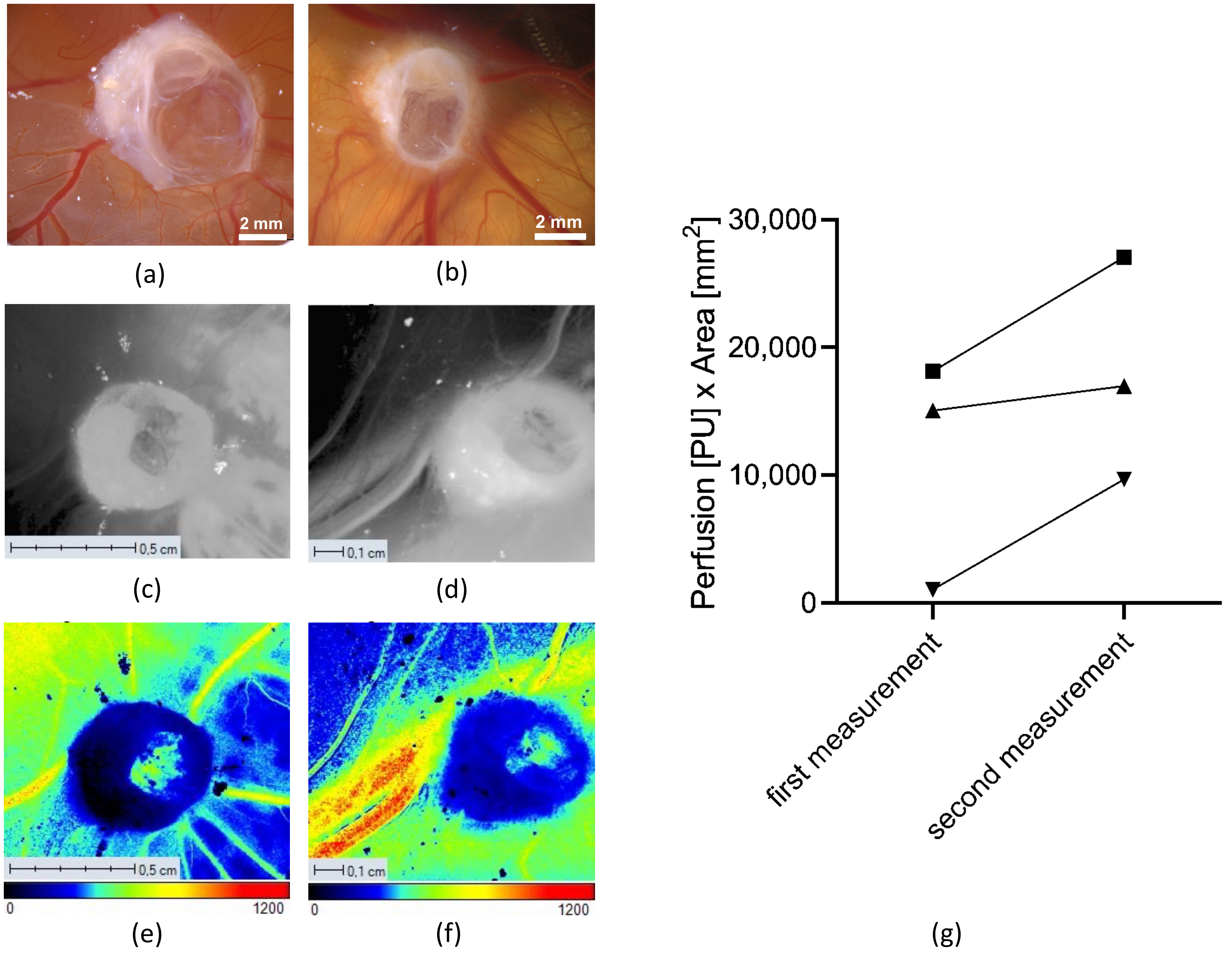 Cells 11 02269 g006 Cells 11 02269 g006
