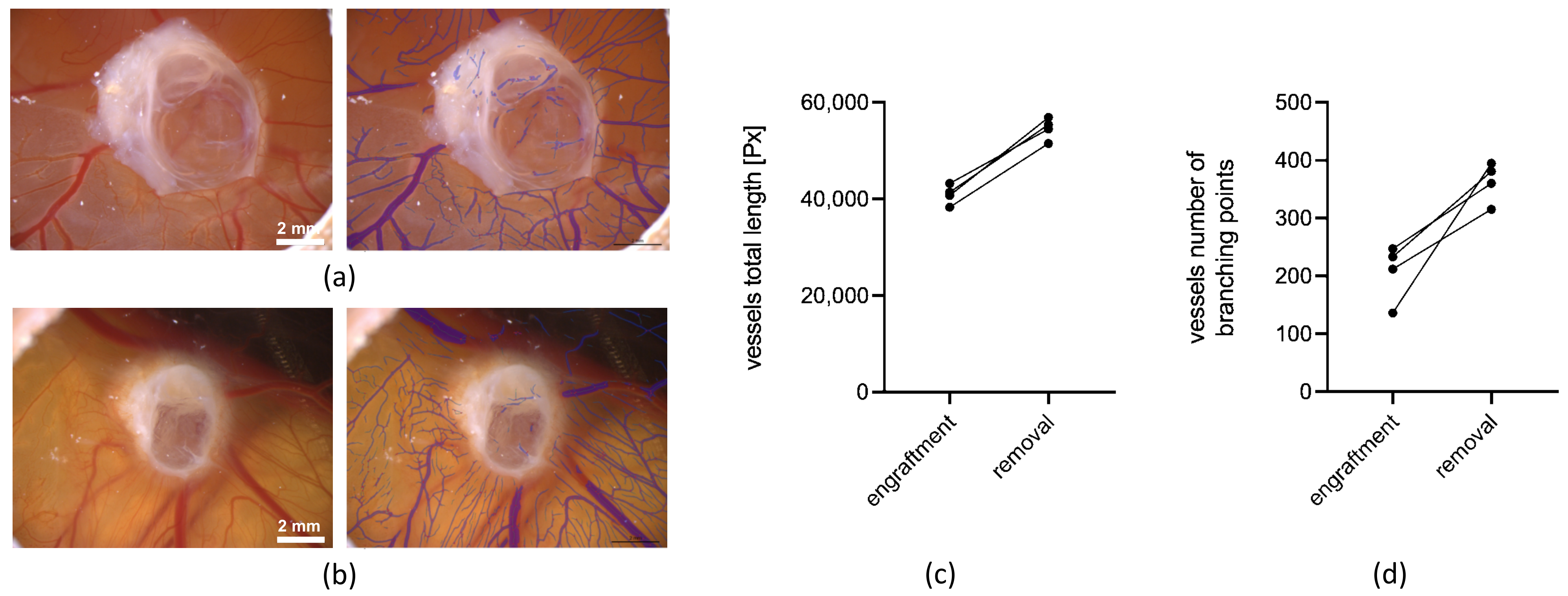 Cells 11 02269 g007 Cells 11 02269 g007