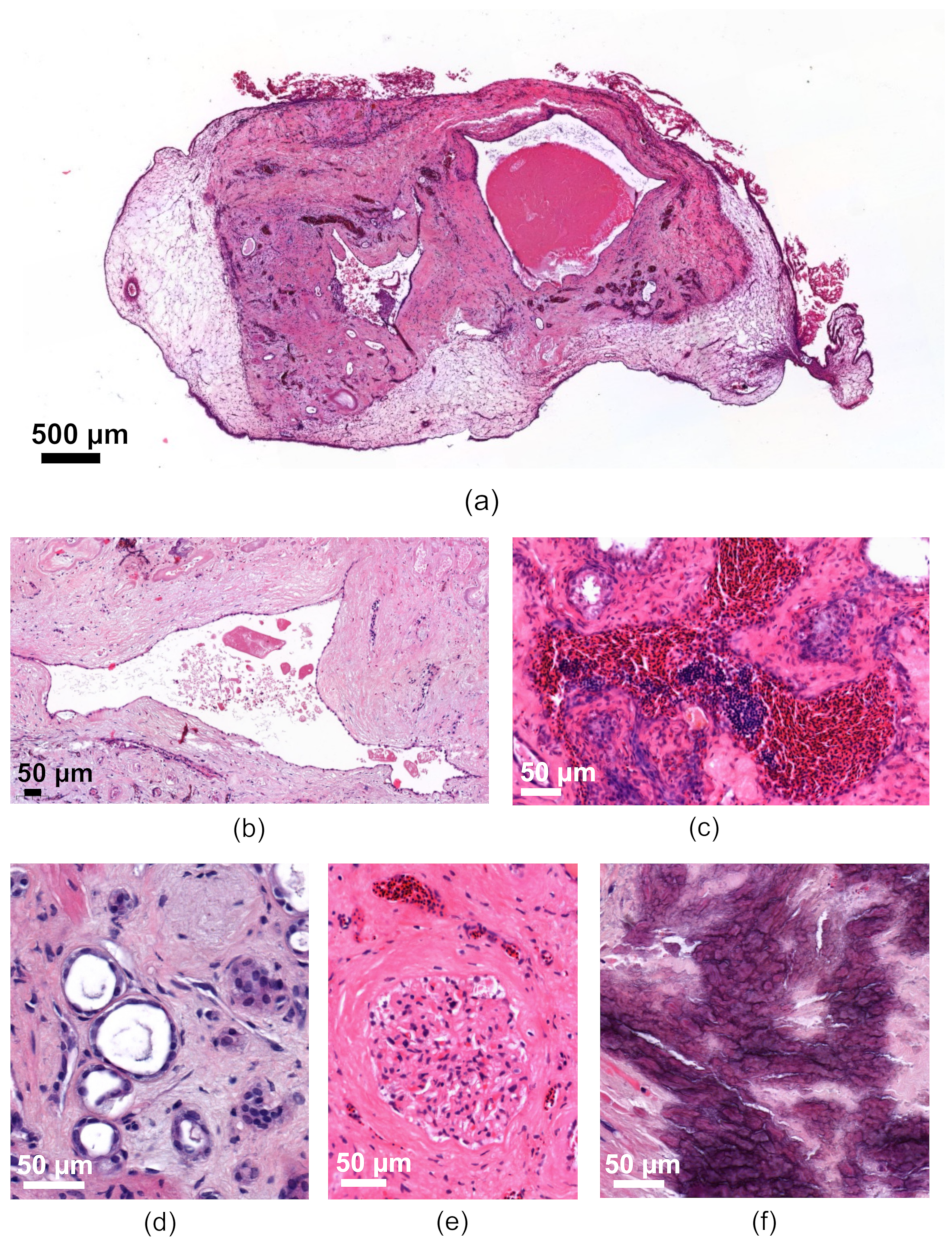 Cells 11 02269 g011 Cells 11 02269 g011