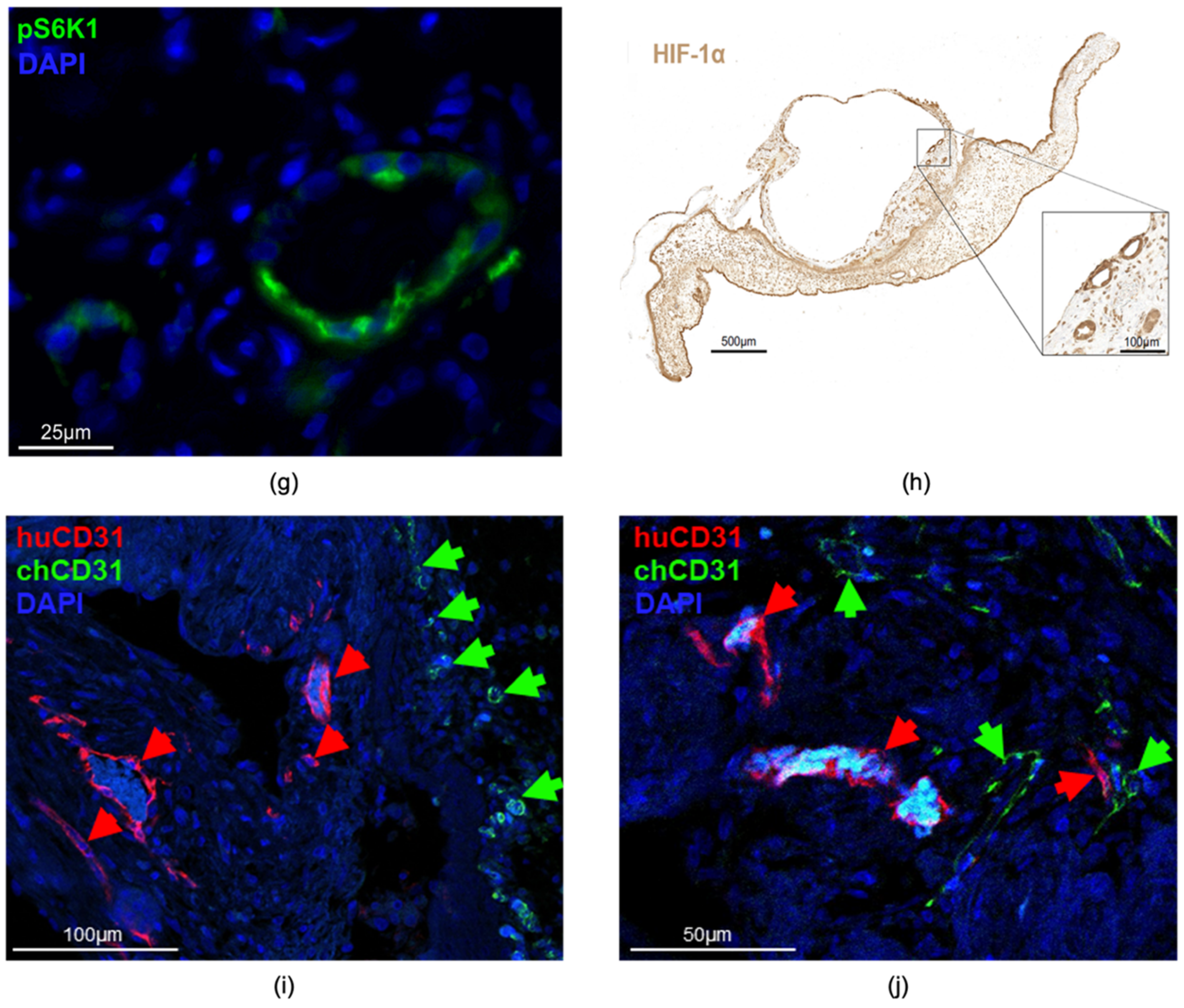 Cells 11 02269 g012b Cells 11 02269 g012b