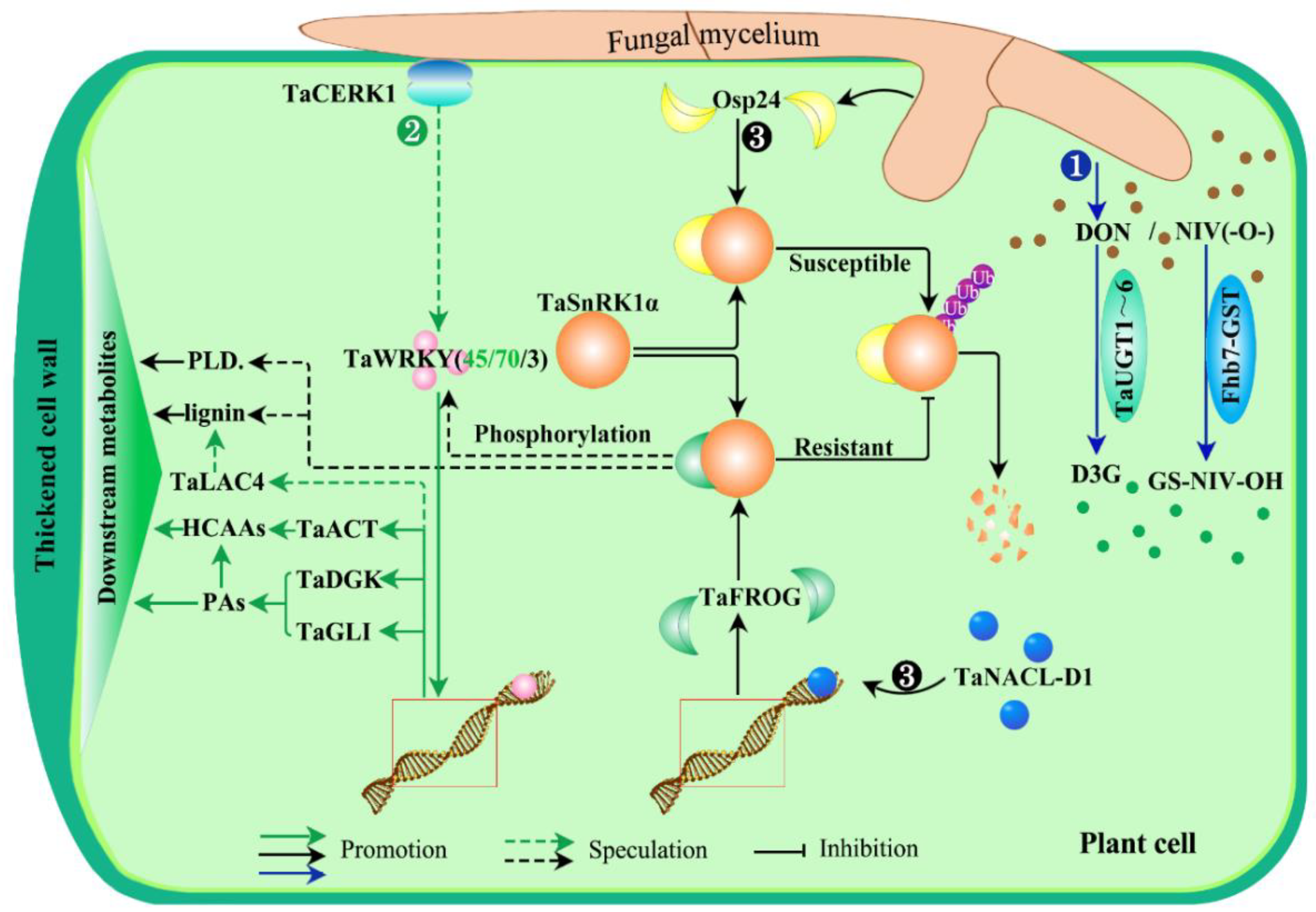 Cells 11 02275 g003 Cells 11 02275 g003