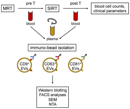 Cells | Free Full-Text | Selective Internal Radiotherapy Changes