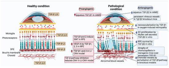 Cells | Free Full-Text | TGF-β Superfamily Signaling in the Eye ...