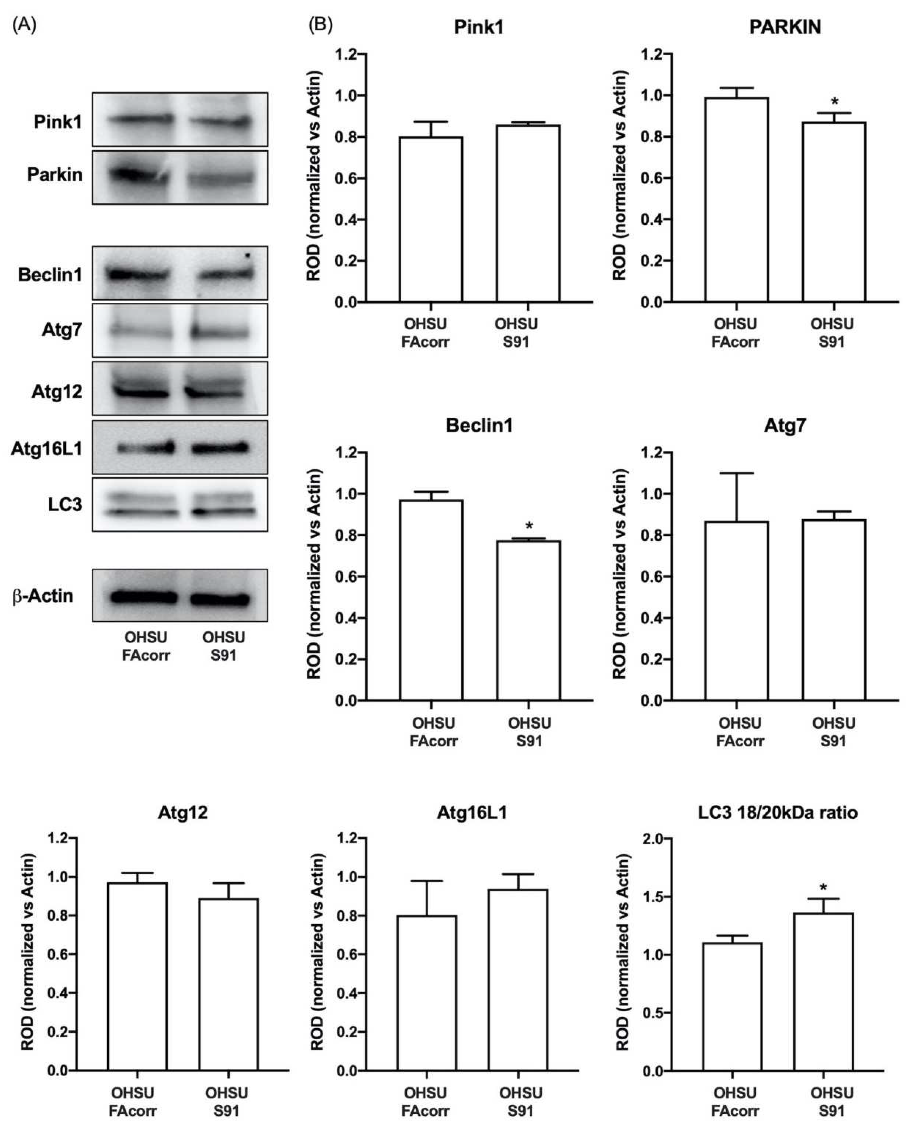 Cells 11 02353 g006 Cells 11 02353 g006