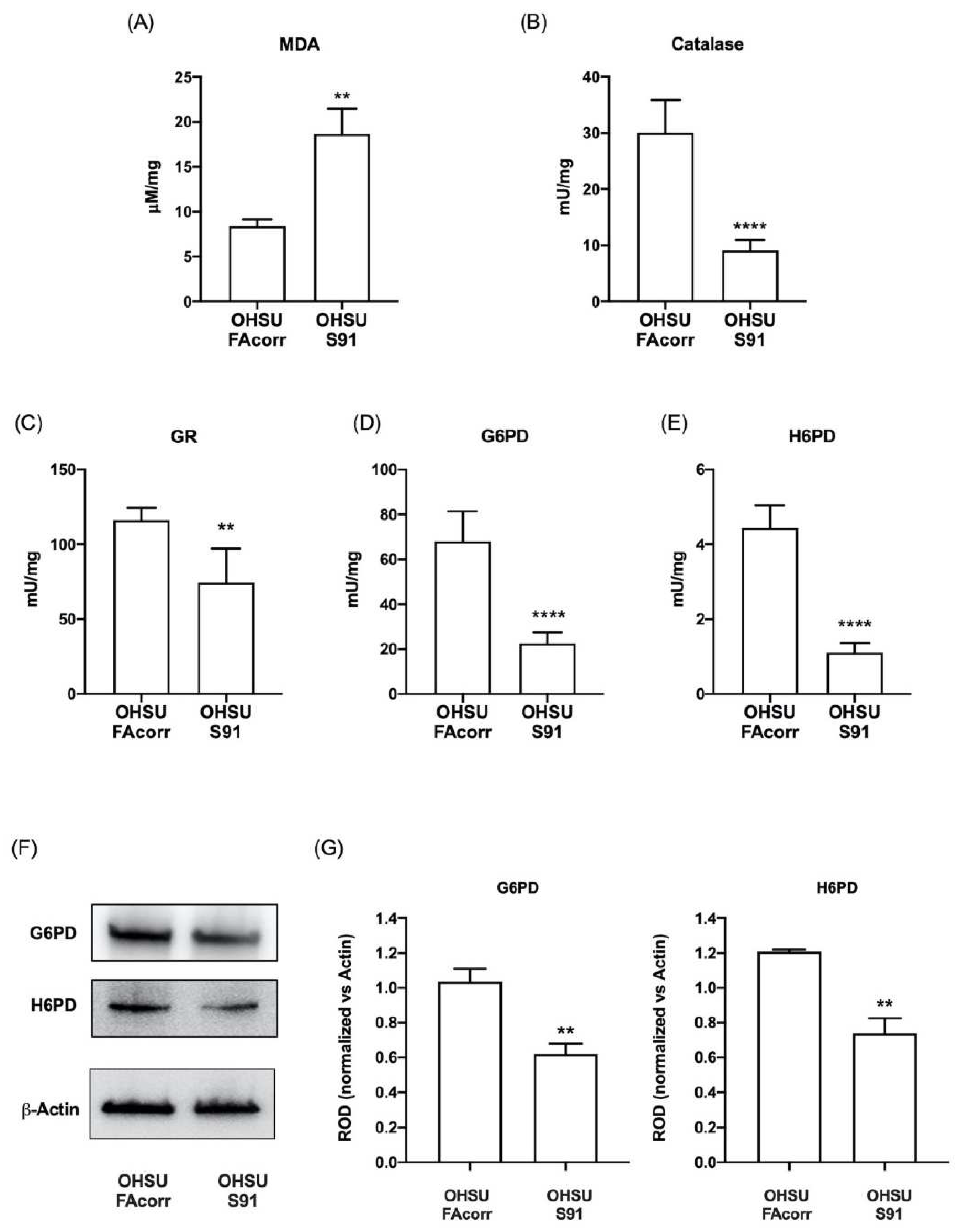 Cells 11 02353 g007 Cells 11 02353 g007