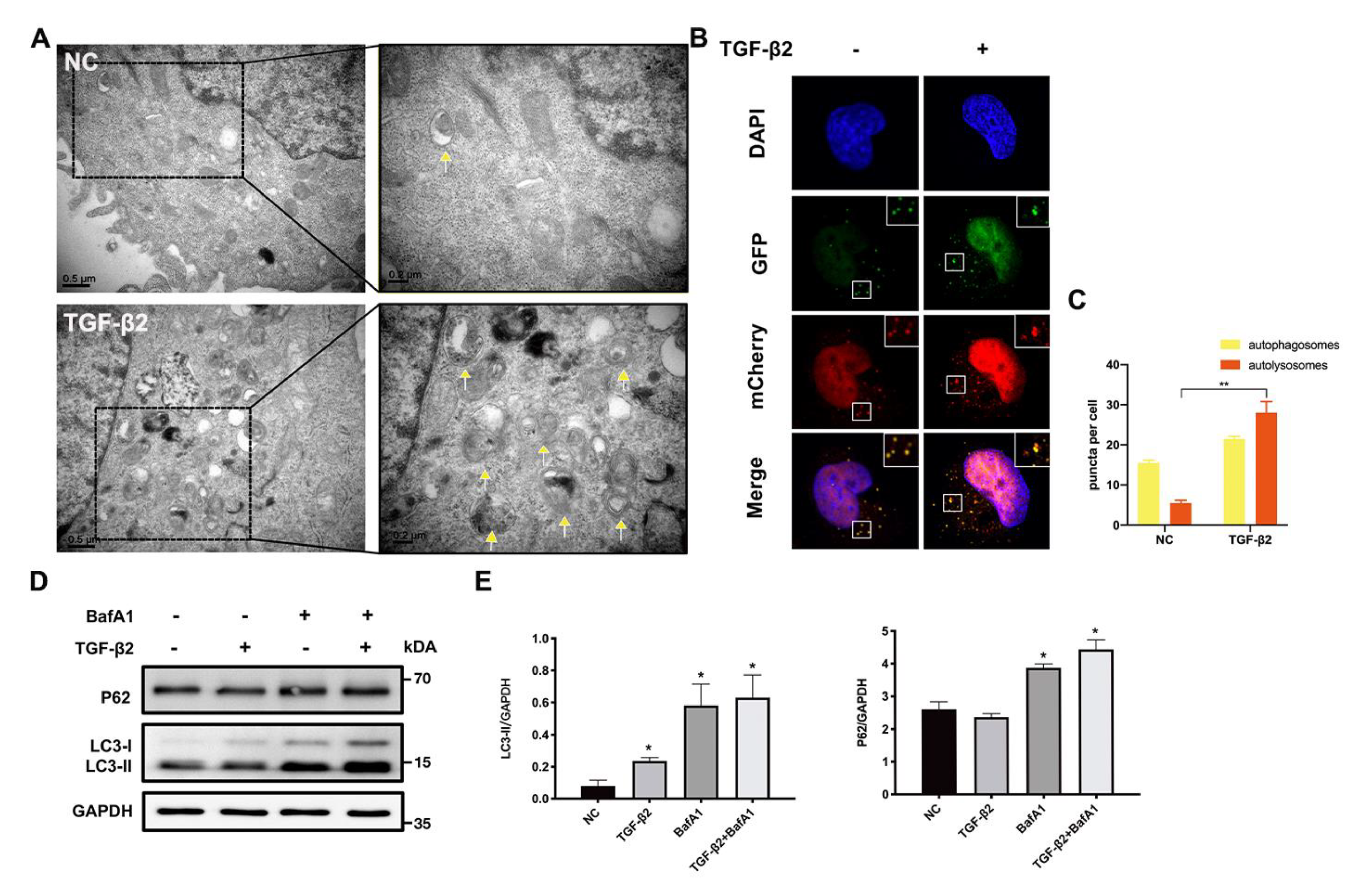 Cells 11 02385 g002