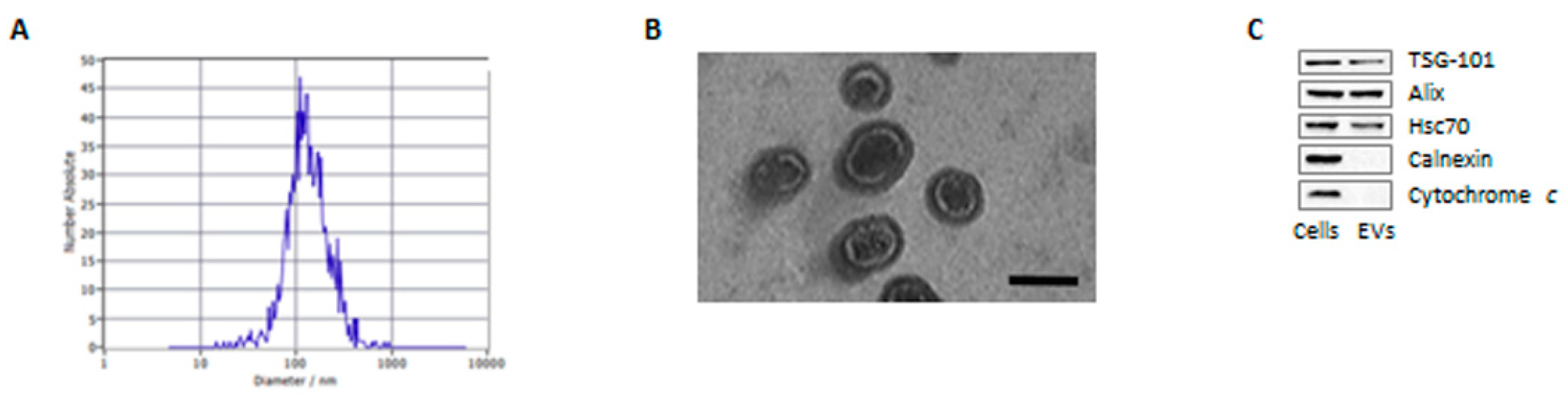 Cells 11 02388 g001