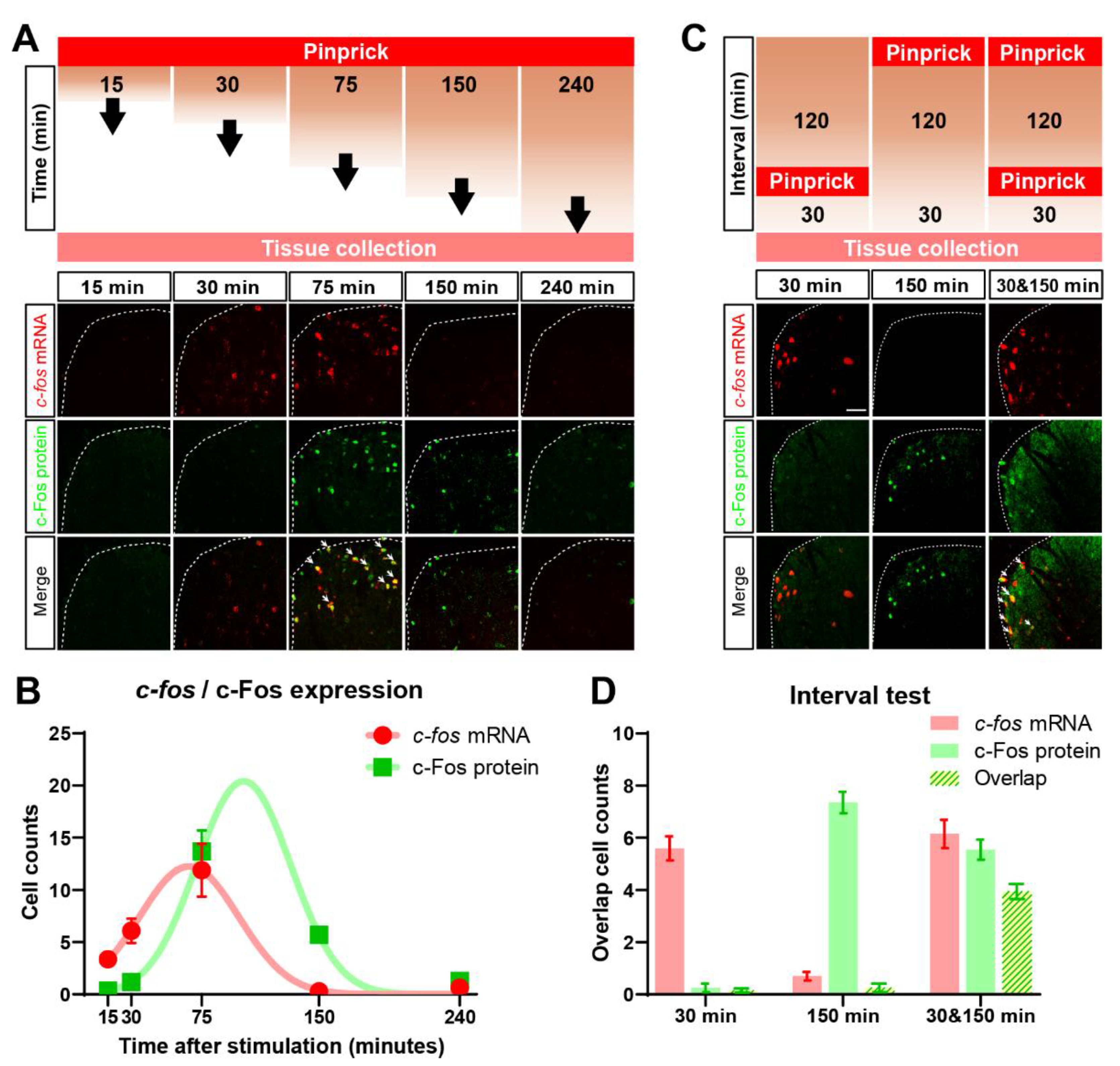 Cells 11 02390 g003 Cells 11 02390 g003