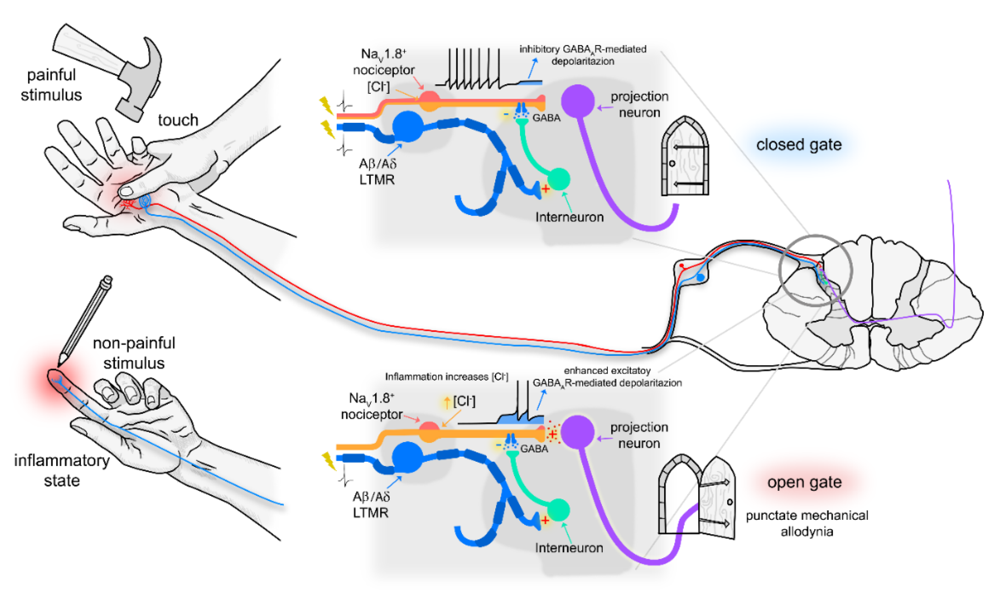 Cells 11 02390 g008 Cells 11 02390 g008