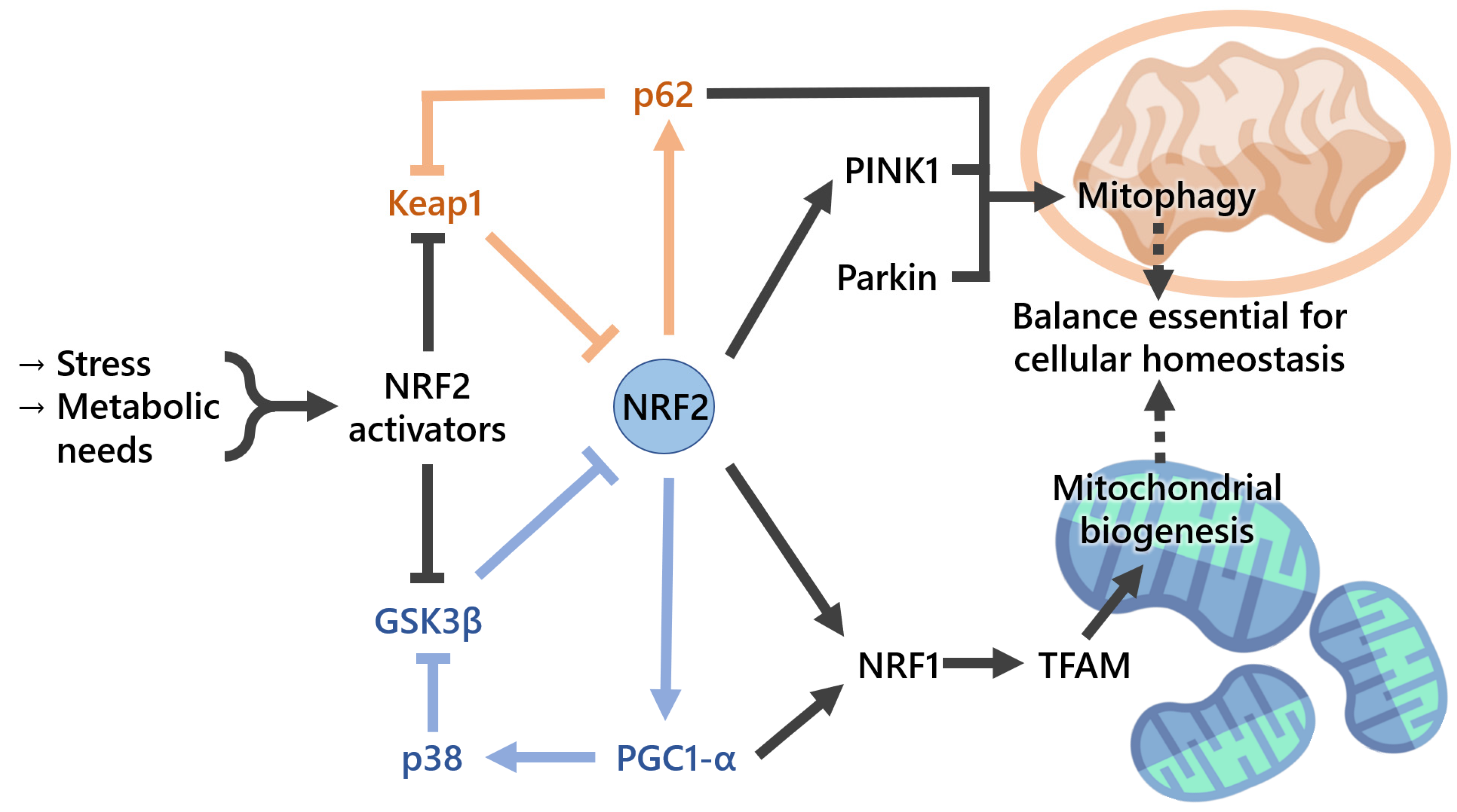 Cells | Free Full-Text | NRF2 and Mitochondrial Function in Cancer and  Cancer Stem Cells