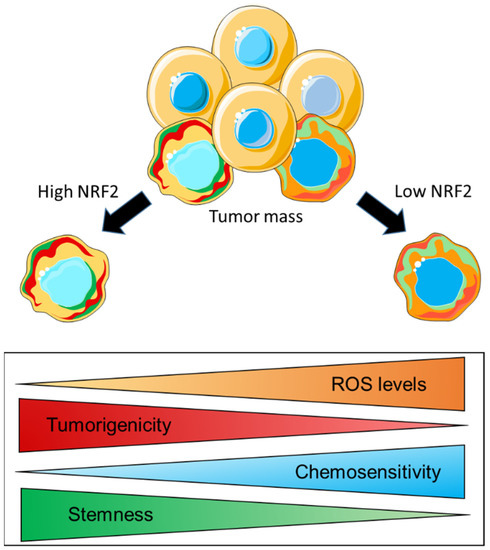 Cells Free Full Text Nrf2 And Mitochondrial Function In Cancer And Cancer Stem Cells