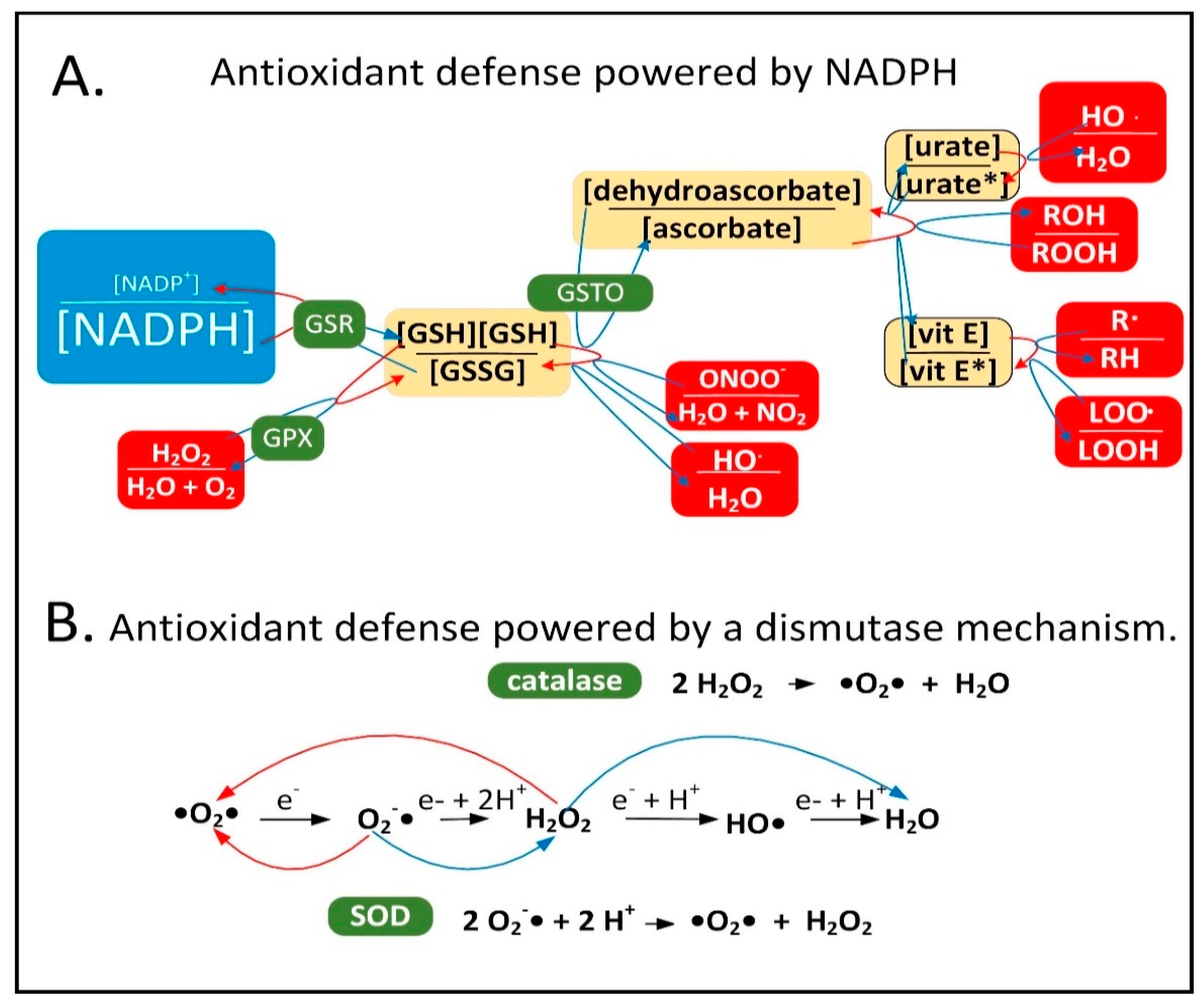 nadph mechanism