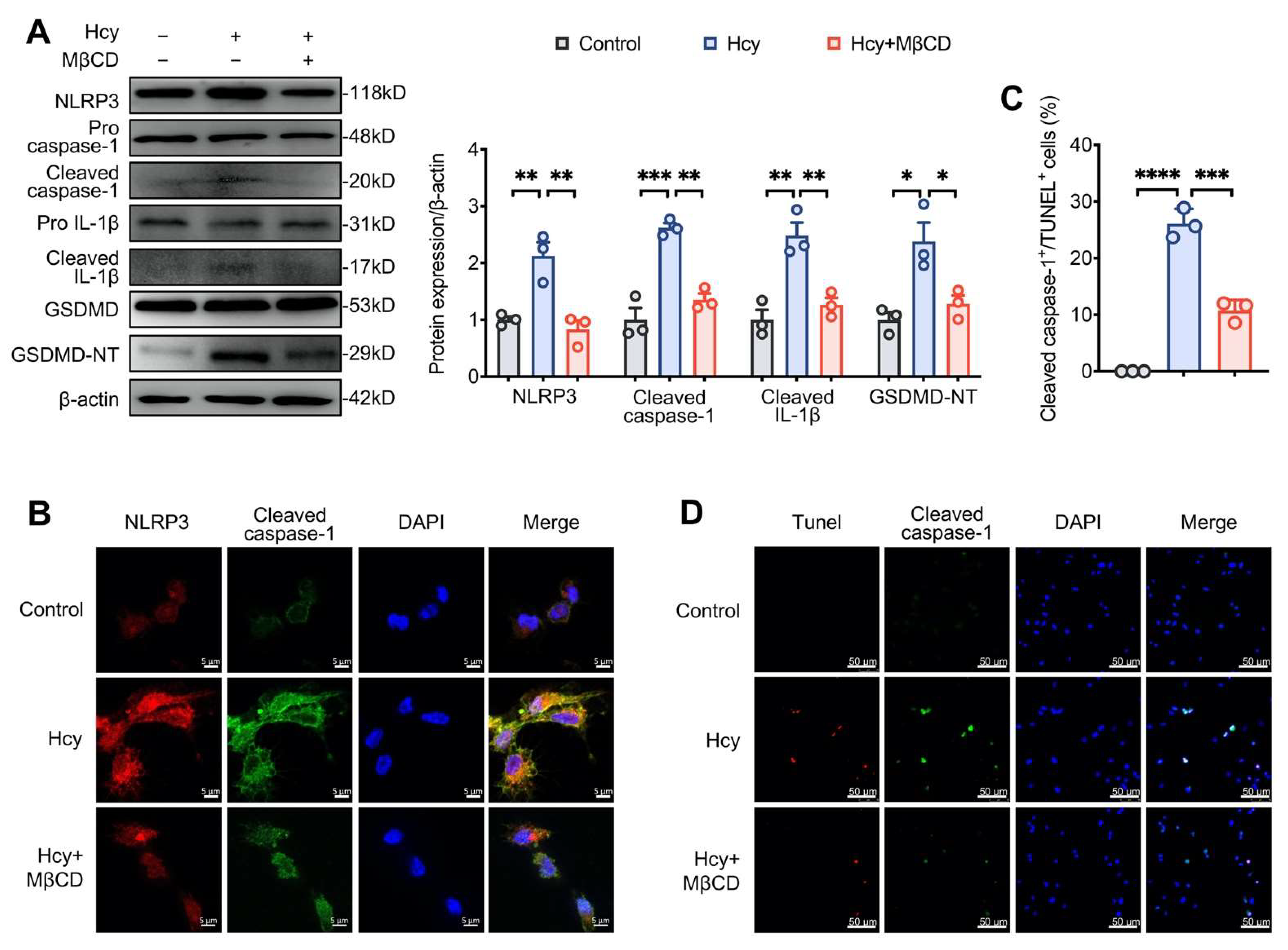 Cells | Free Full-Text | HHcy Induces Pyroptosis and Atherosclerosis ...