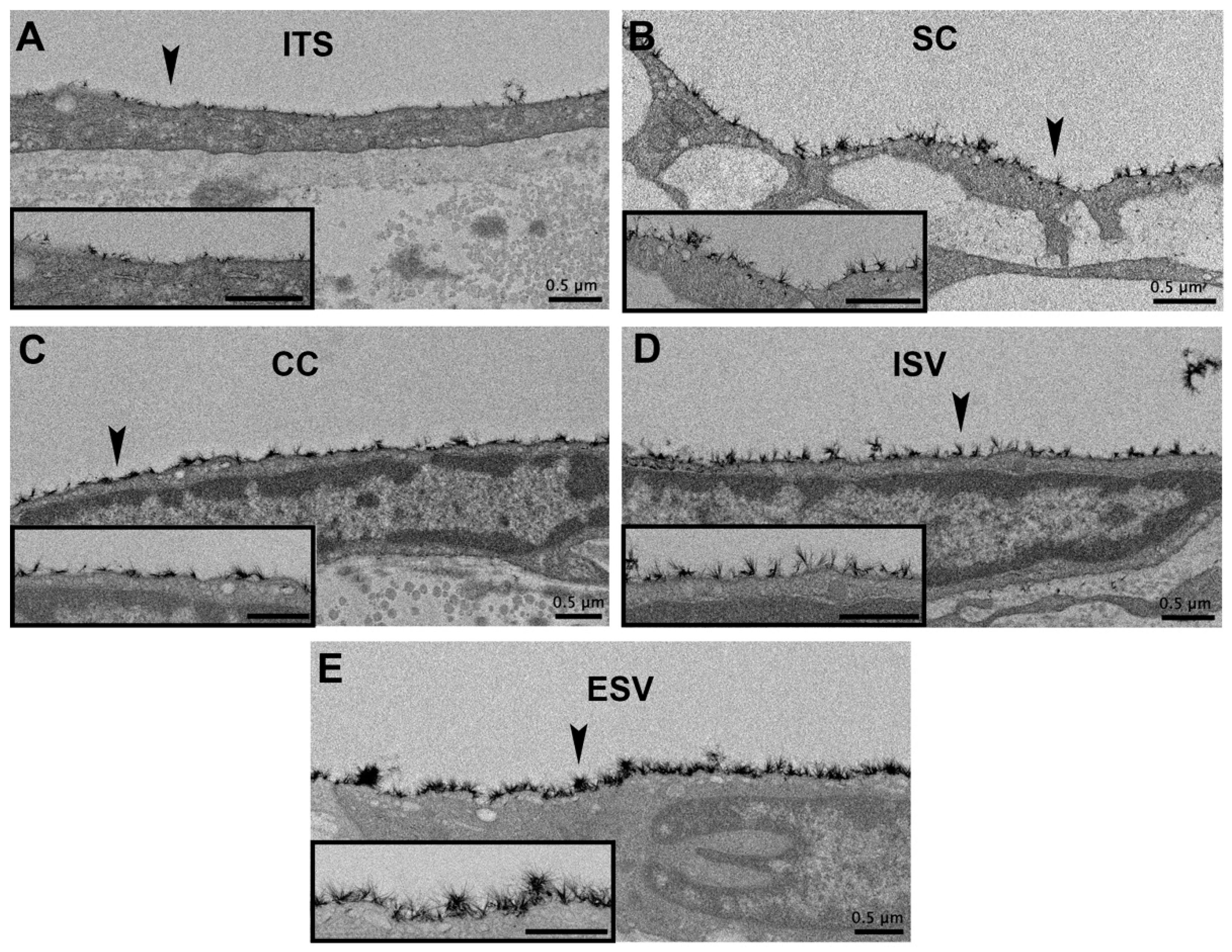 Cells 11 02452 g004 Cells 11 02452 g004