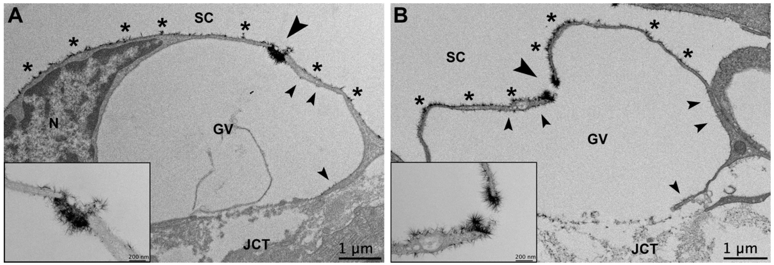 Cells 11 02452 g008 Cells 11 02452 g008